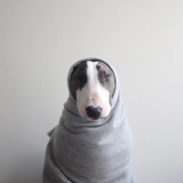 Neville Jacobs: I'm Marc's Dog