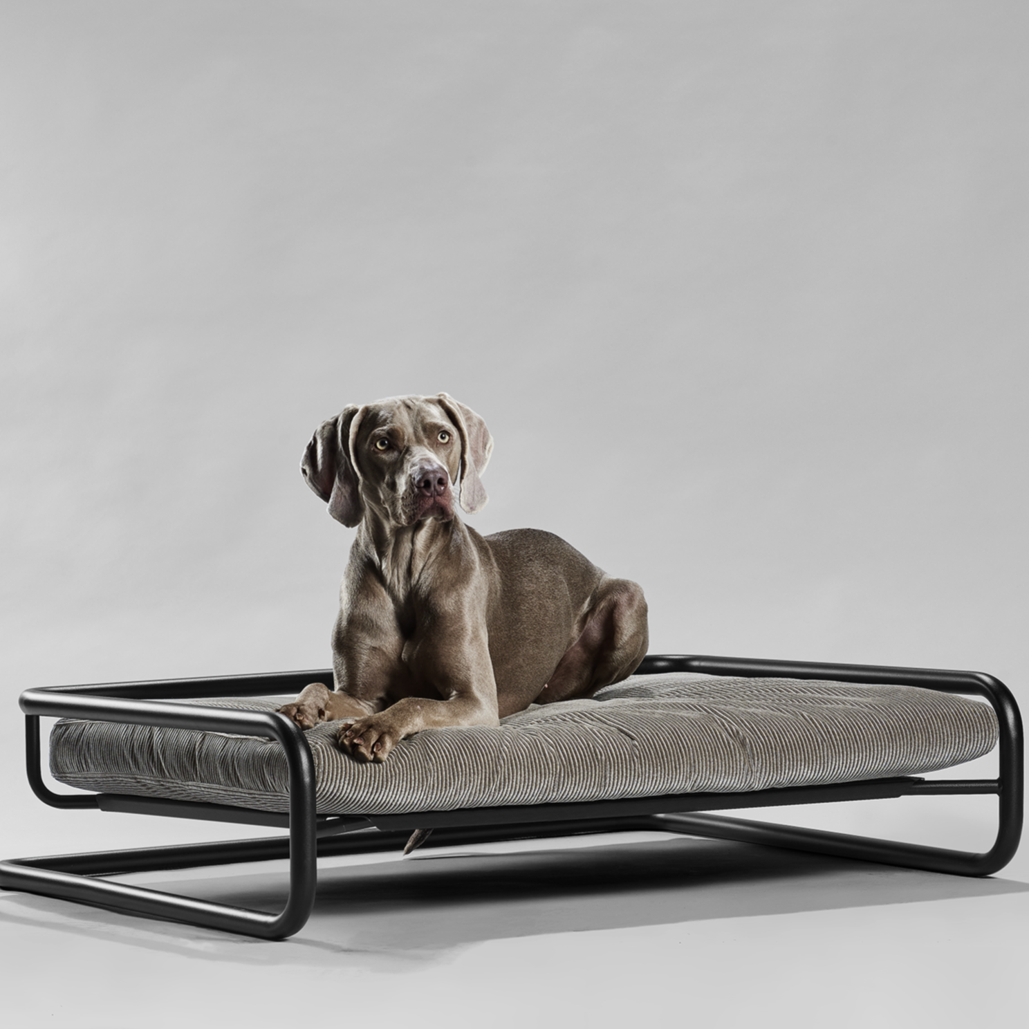 Lit pour Chien XXL en Velours | ENIF Noir - Design et Raffinement
