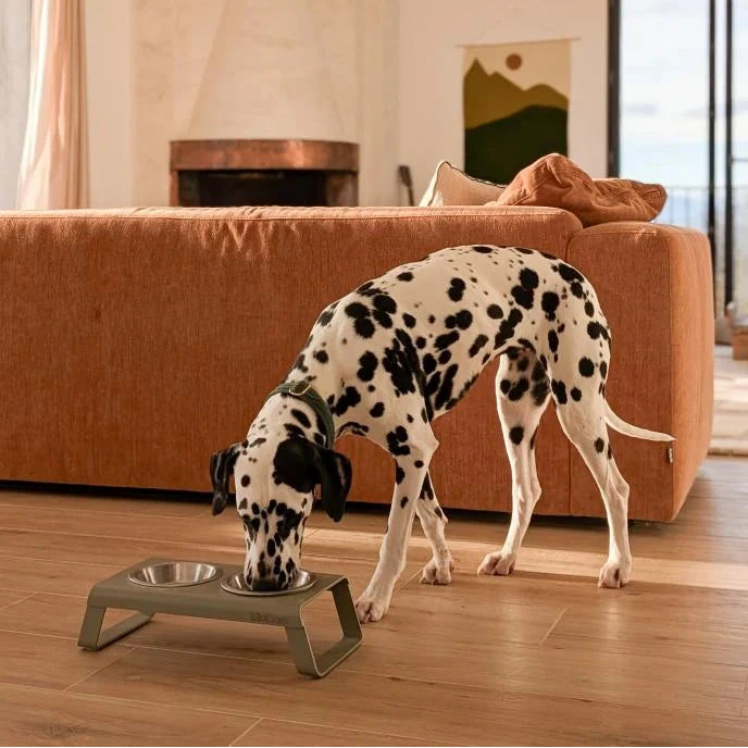 Support gamelles surélevé design – intérieur contemporain