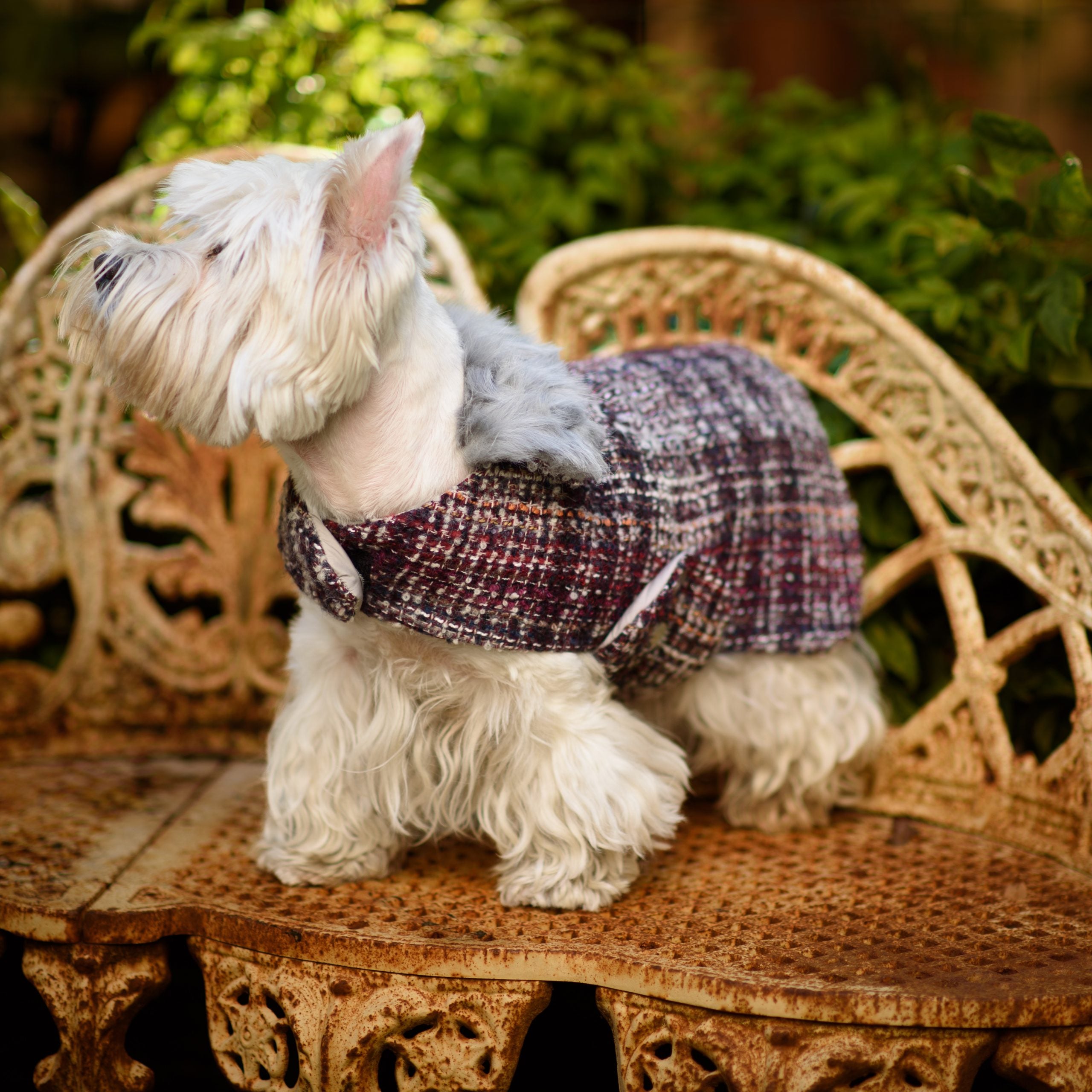 Manteau pour Chien en Cachemire sur mesure | BLACK TWEED - LOZAMO