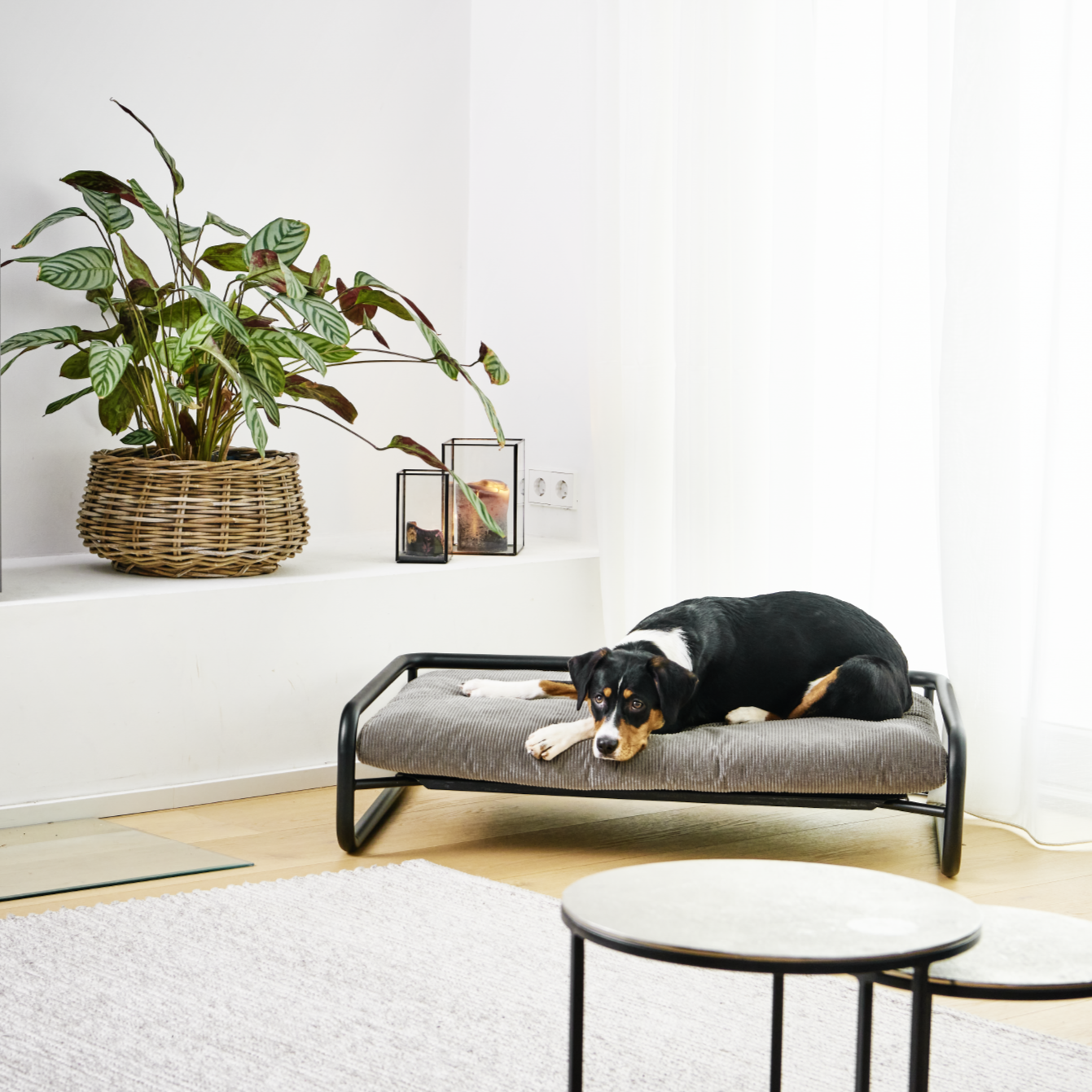 Canapé pour Chien xxl en Velours | ENIF Noir - Design et Raffinement
