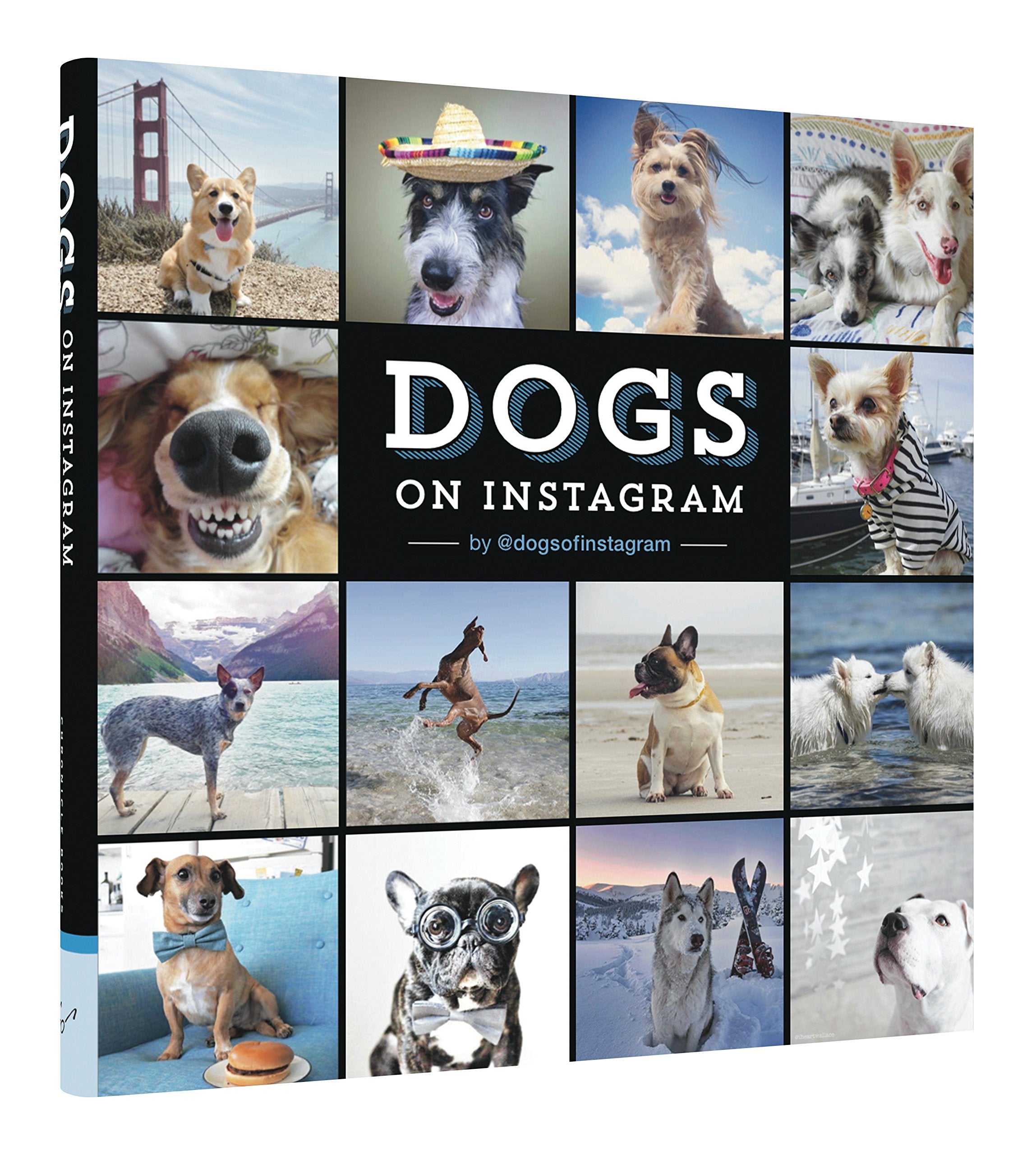 DOGS ON INSTAGRAM