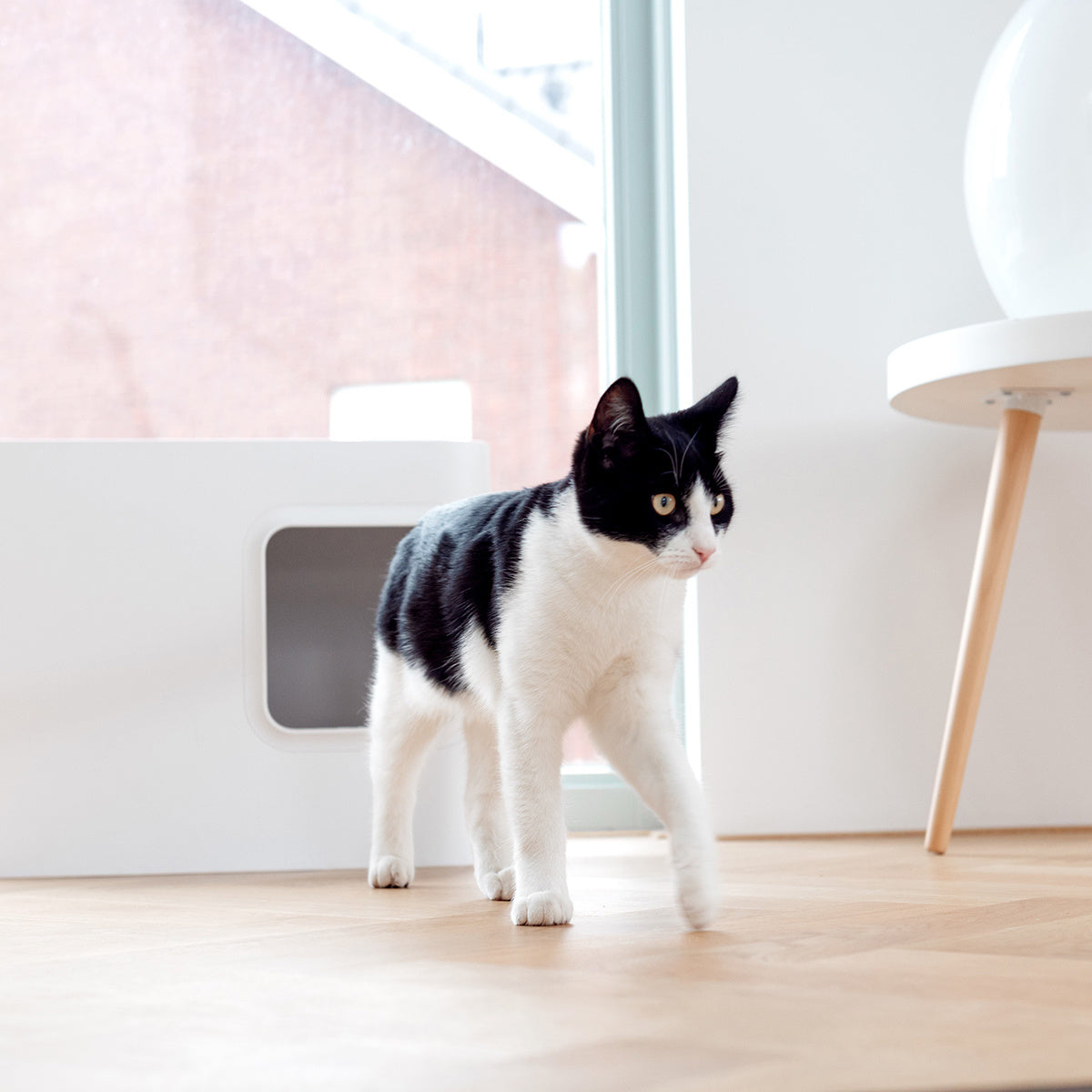 Bac à litière Design pour Chat | Hoopo® - Dome Blanc