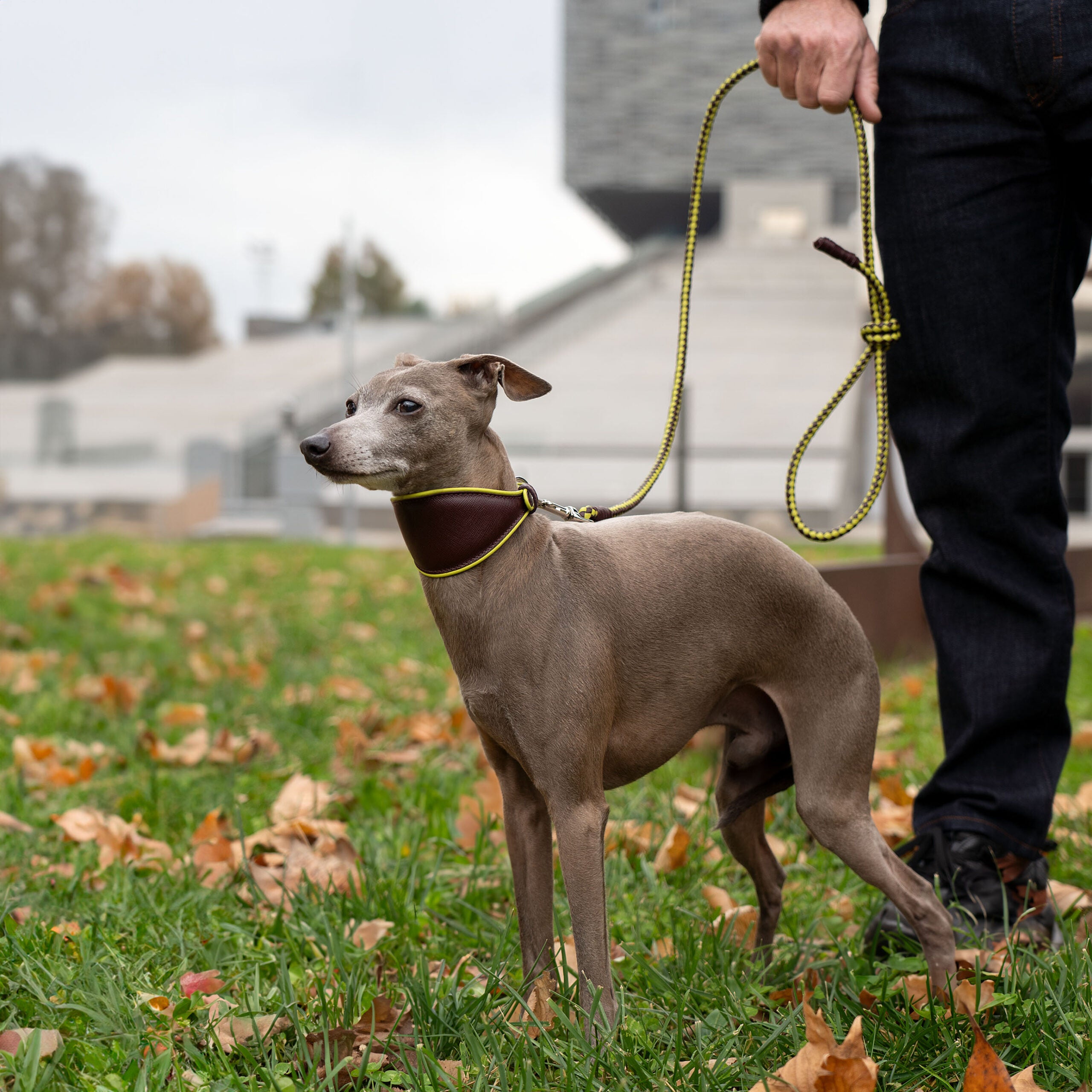 Laisse chien haut de gamme – style chic et intemporel