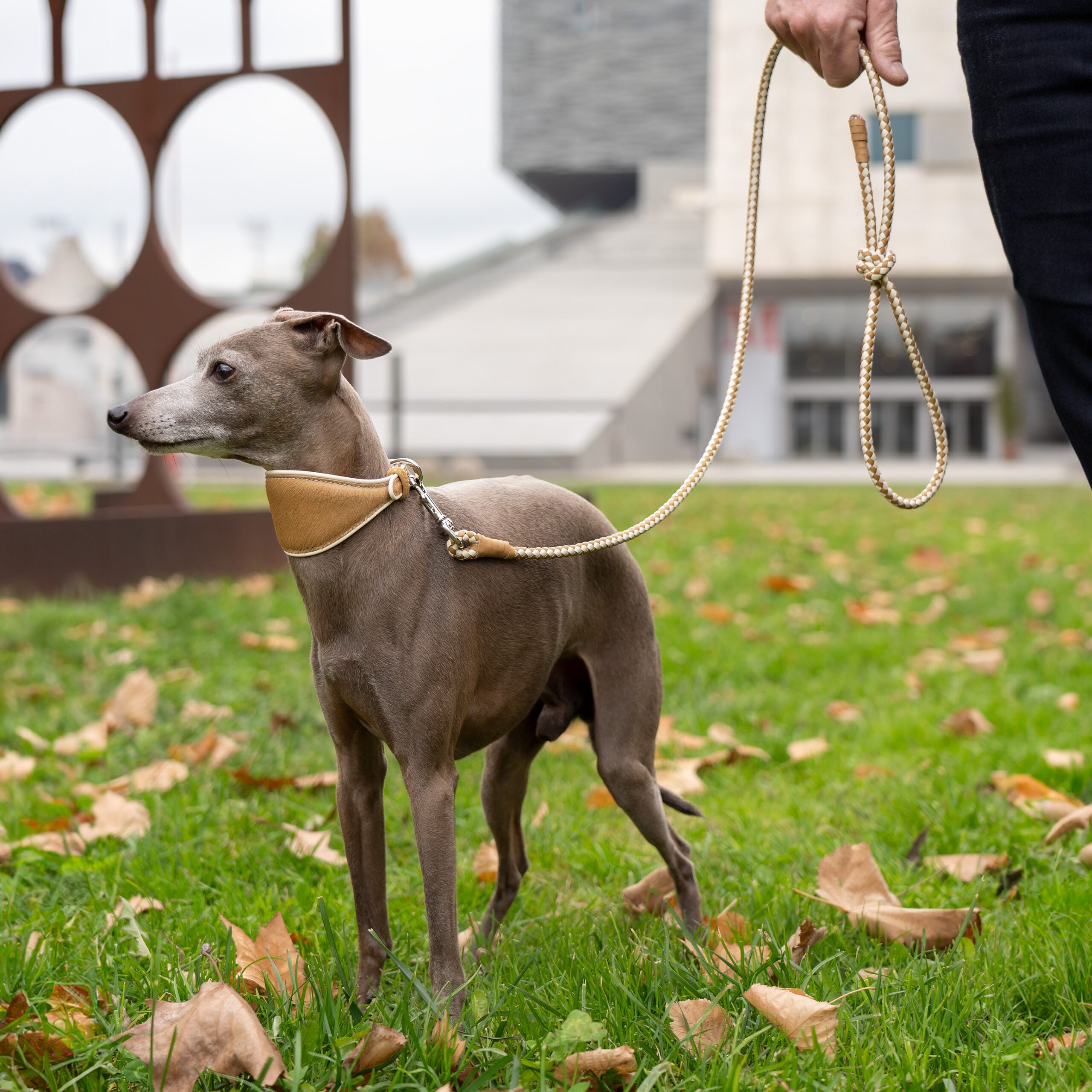 Laisse chien cuir tressé camel & blanc – design italien EMMA Firenze