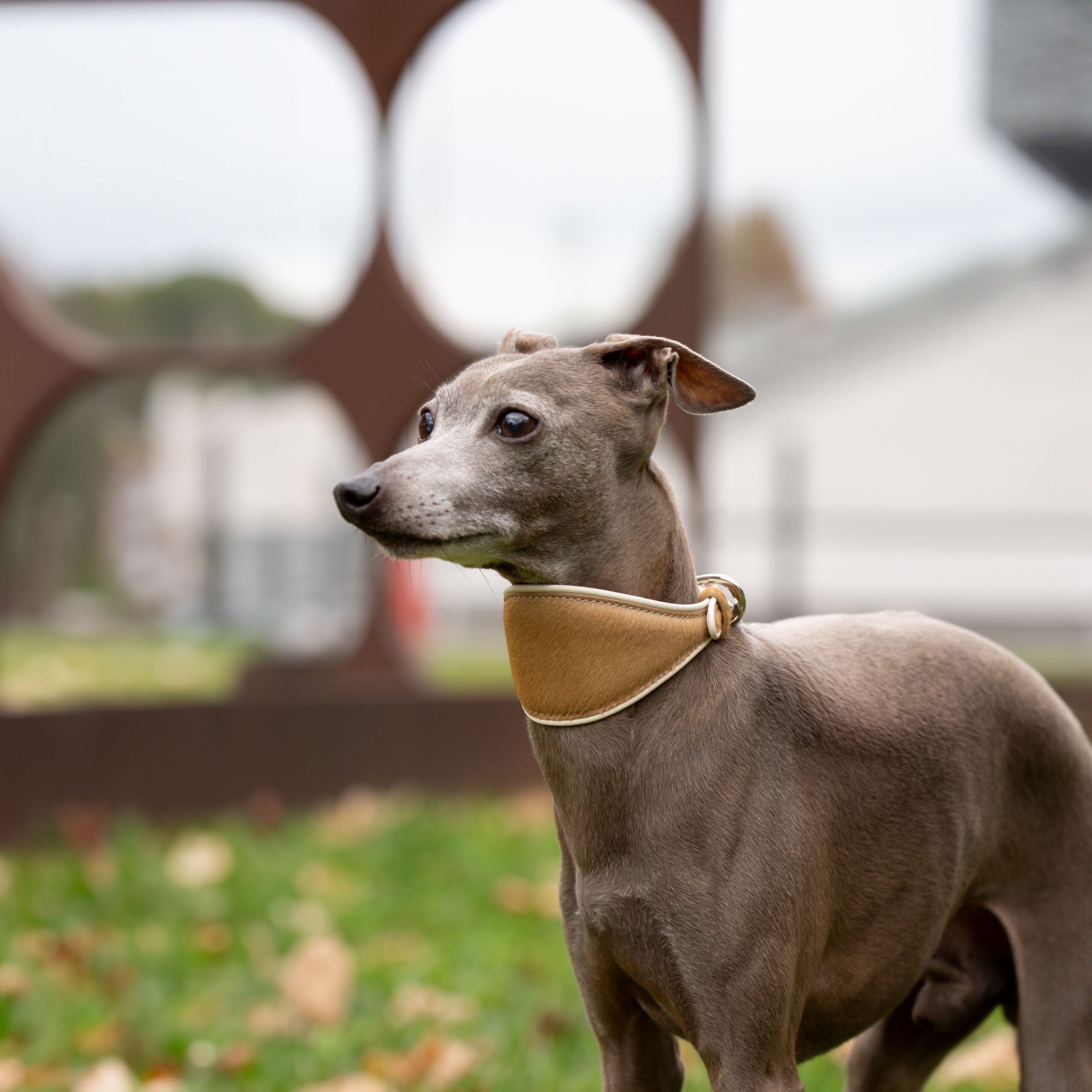 Collier chien lévrier luxe – style épuré et ergonomique
