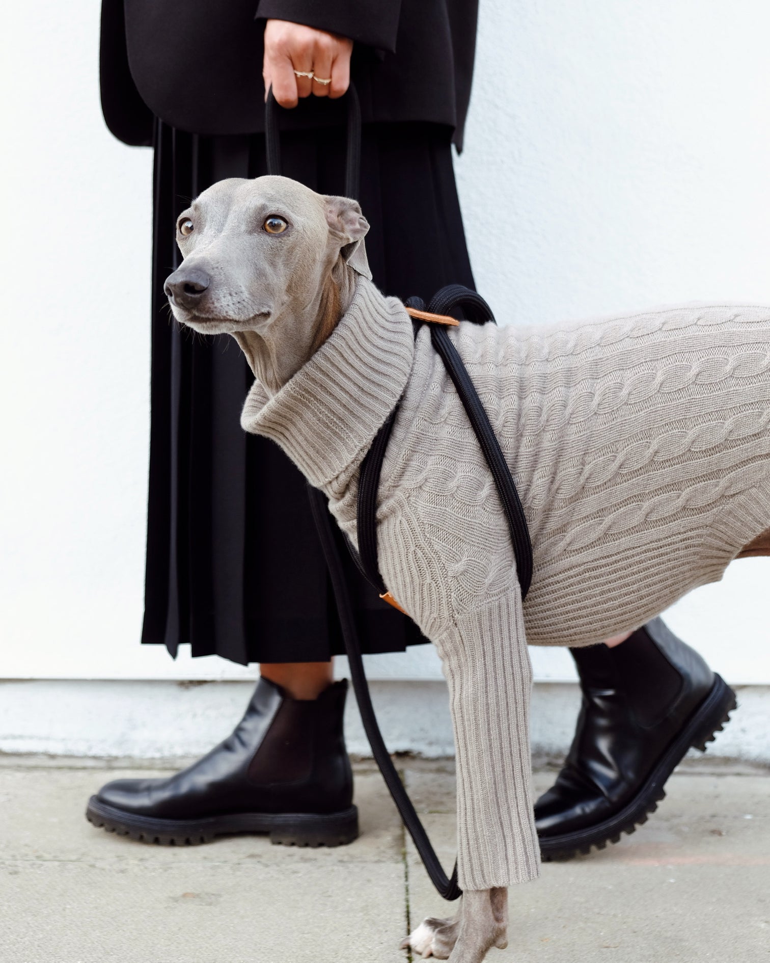 Laisse et Harnais pour Chien Design | Innovation 2 en 1 - Ray Noir