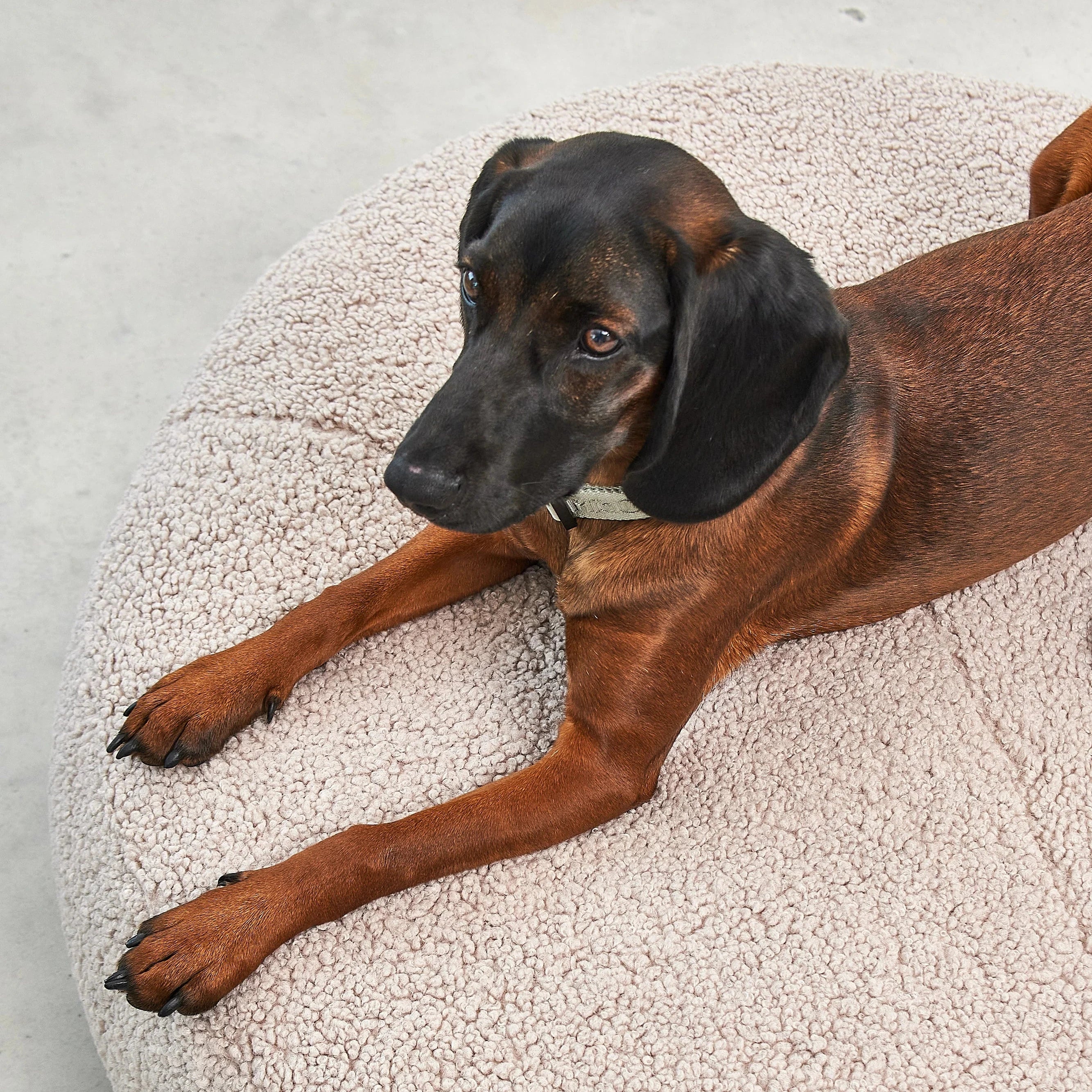 Pouf pour chien MiaCara Senso – vue intérieure salon décoration contemporaine
