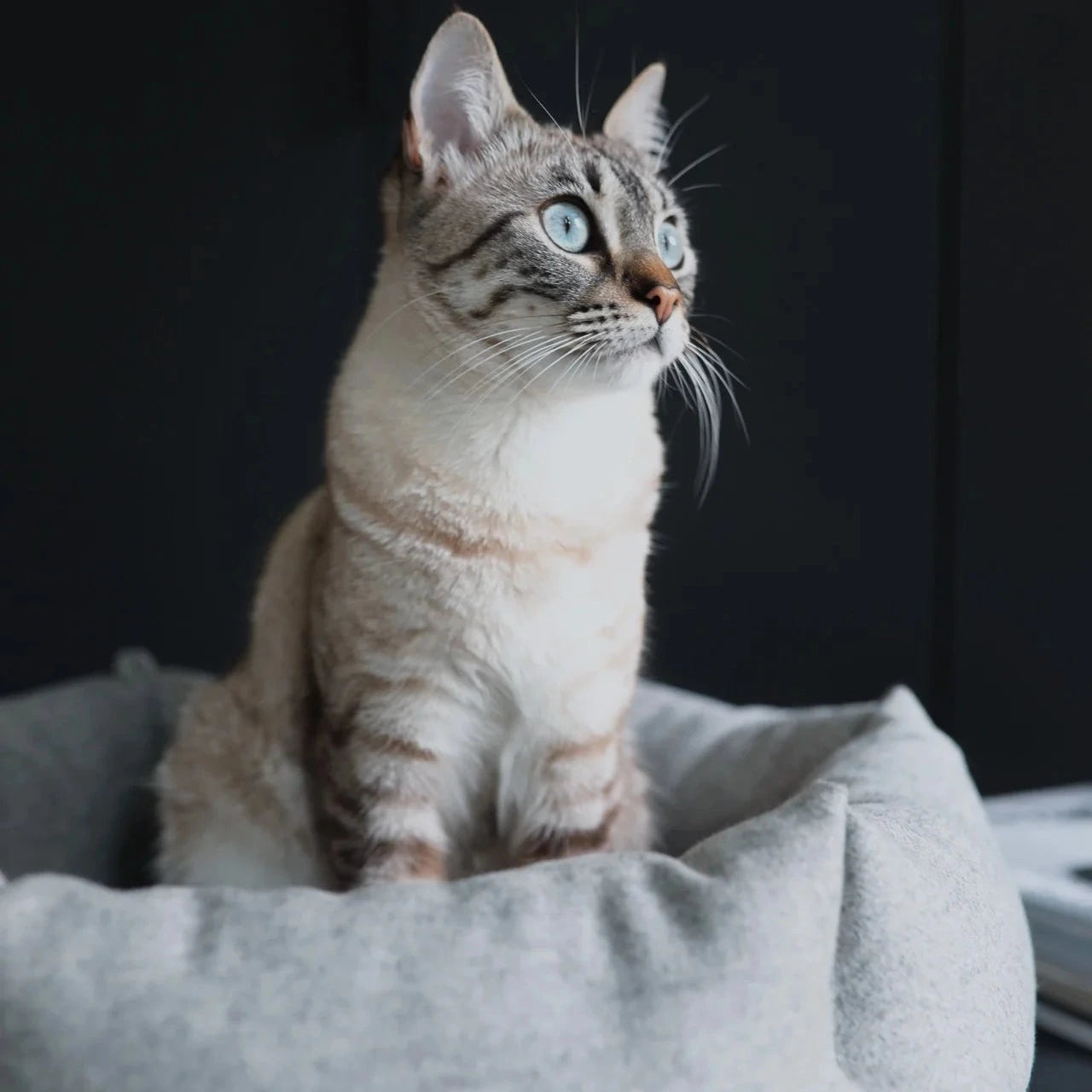 Calma – Panier hexagonal en laine pour chat