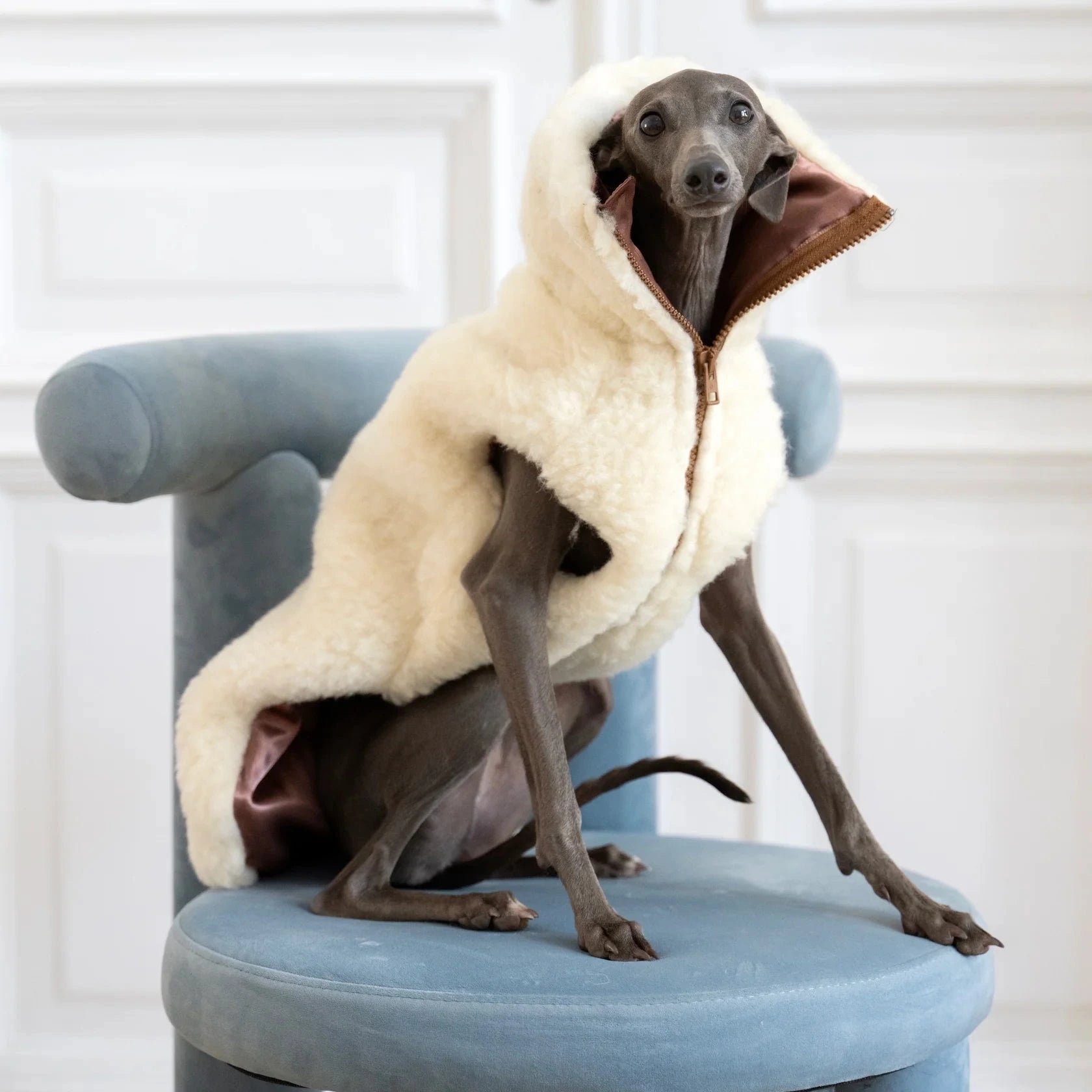 Gilet chien design – inspiration mode contemporaine