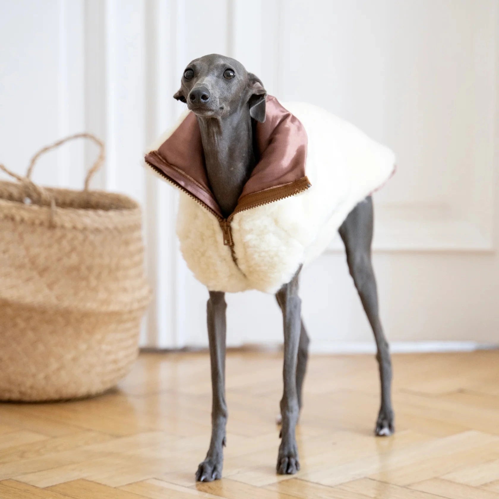 Gilet chien design – inspiration mode contemporaine