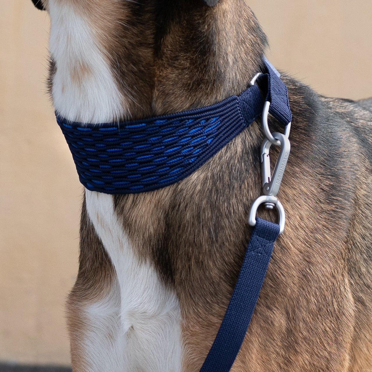 Collier levrier souple design contemporain – bleu royal