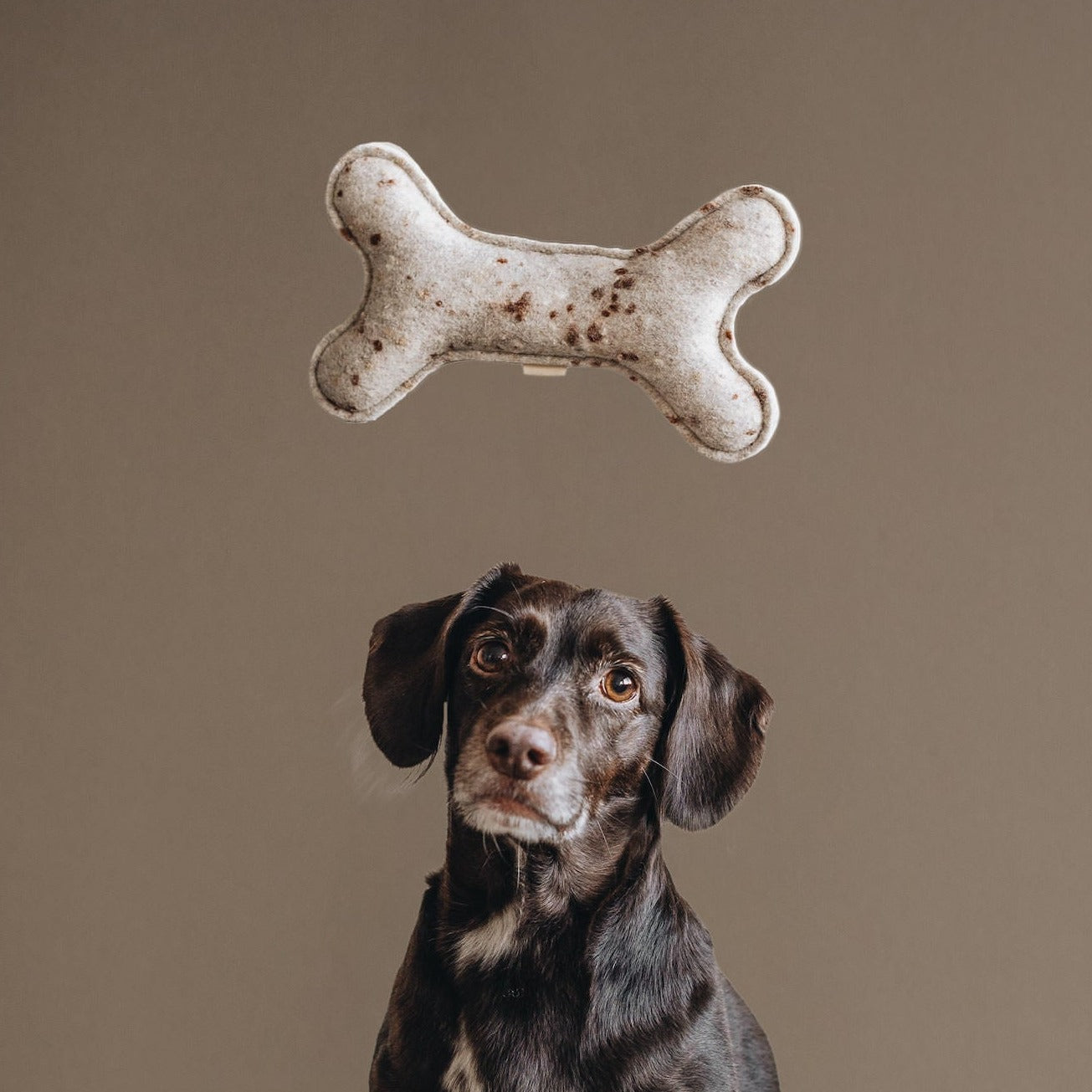 Jouet pour Chien Écologique en laine feutrée - WOOL BONE | Peluche pour chien en forme d'os