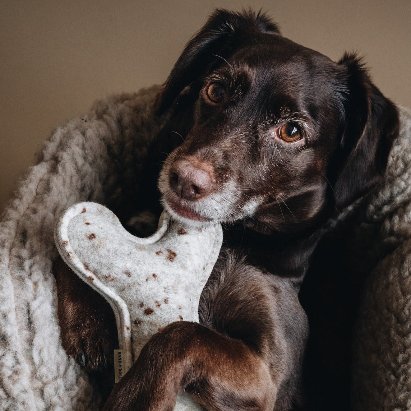 Jouet pour Chien Écologique en laine feutrée - WOOL BONE | Peluche pour chien en forme d'os