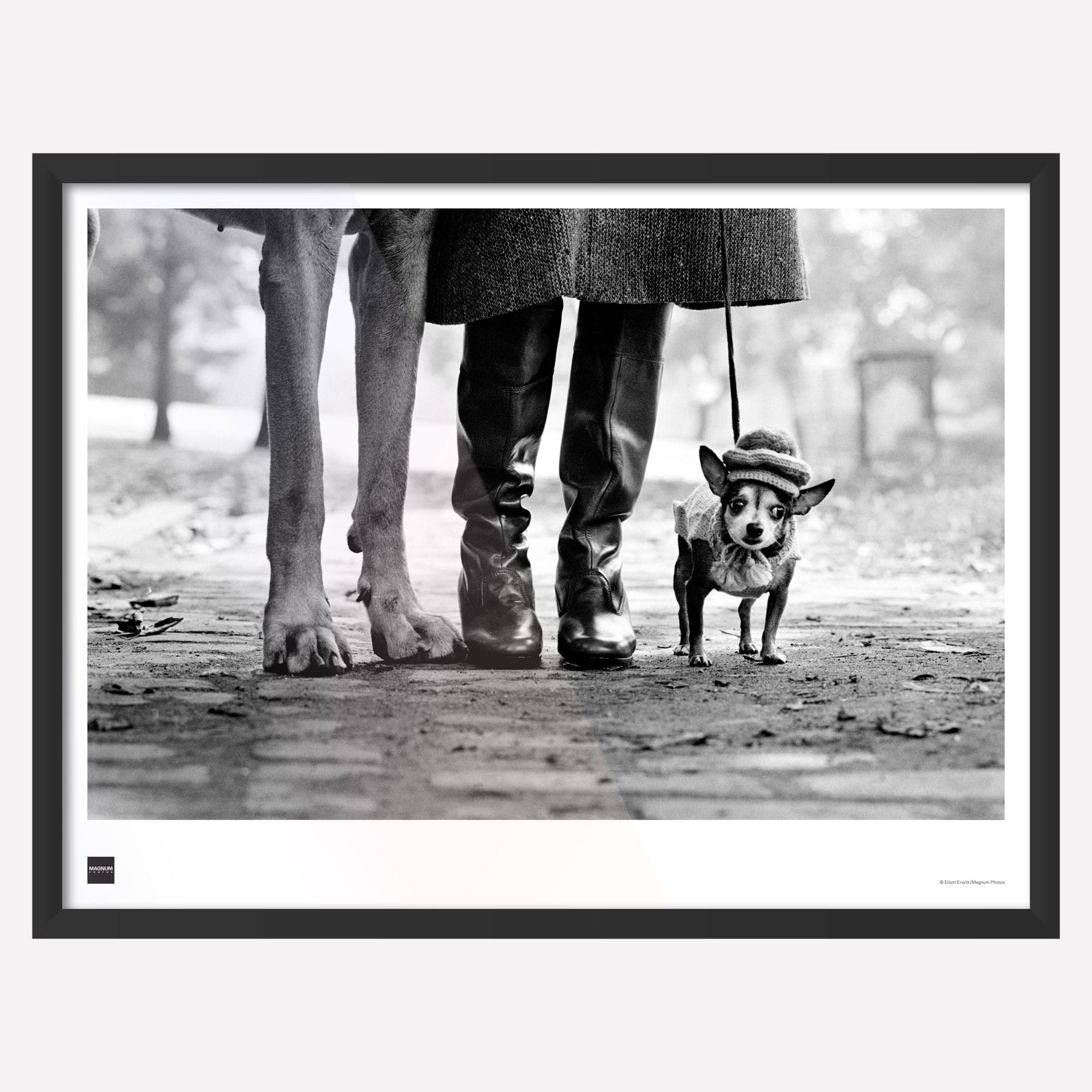Tableau de Chiens (Dog Legs) | New York City, 1974 - Elliott Erwitt