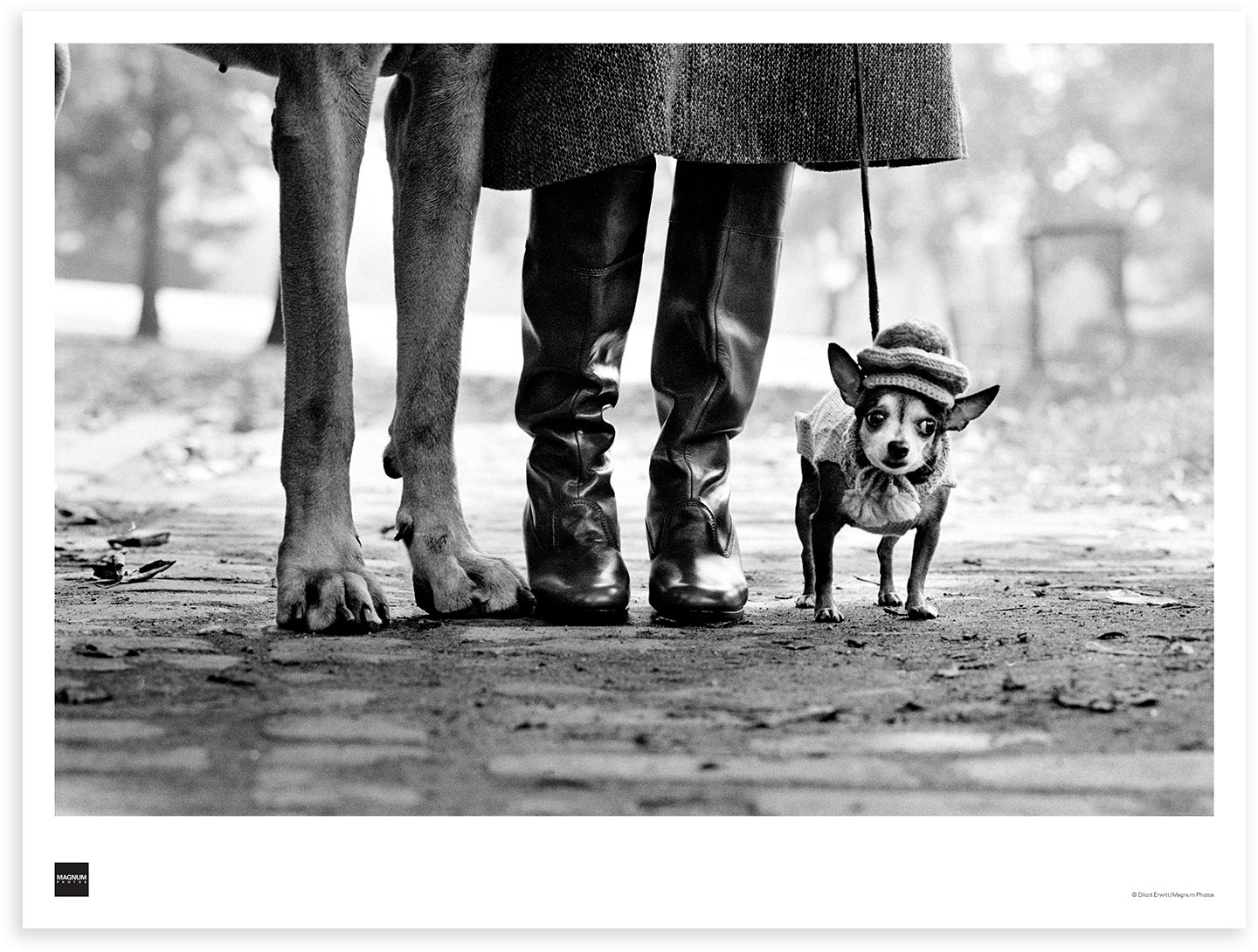 Tableau de Chiens (Dog Legs) | New York City, 1974 - Elliott Erwitt