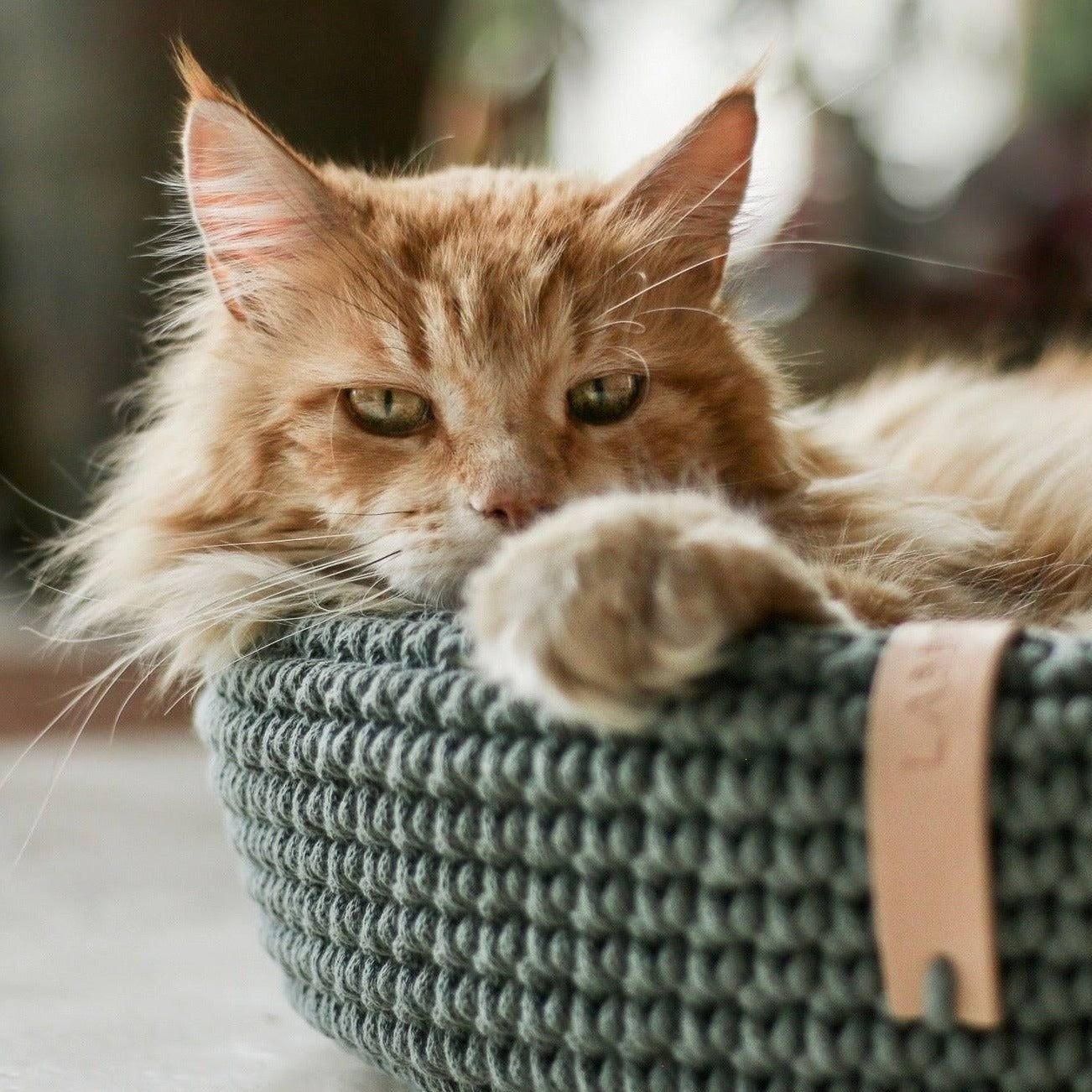 Panier Design pour Chats | Fabrication Artisanale - COCO