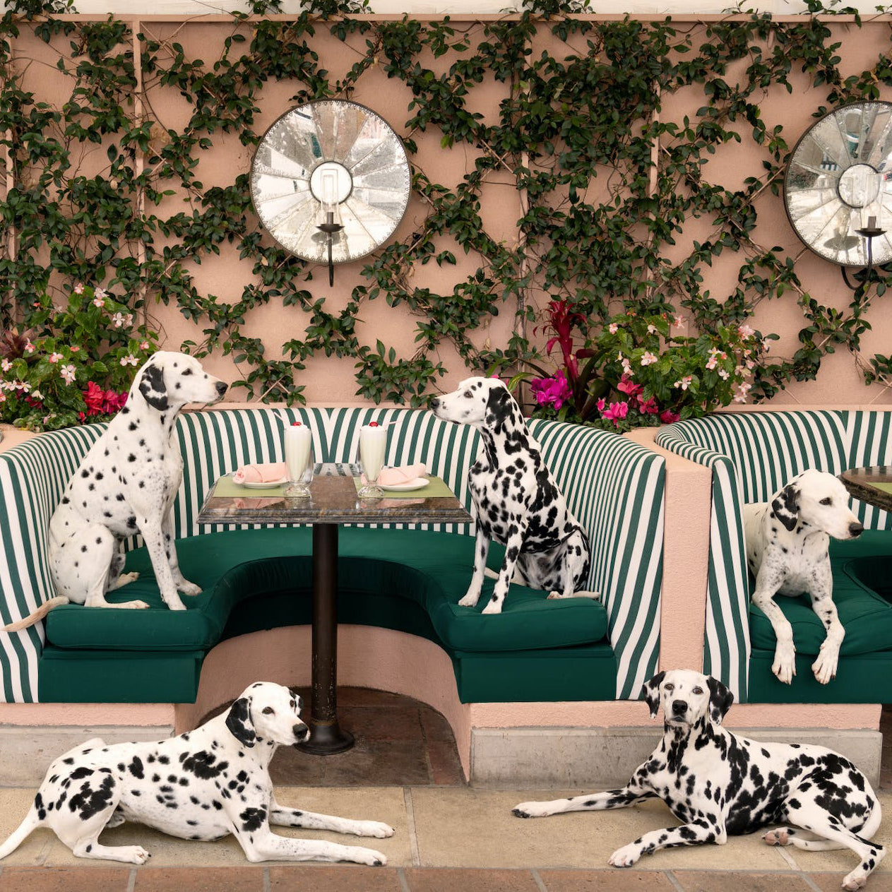 Tableau de Chiens au Beverly Hills Hotel | CABANA CAFE - Gray Malin