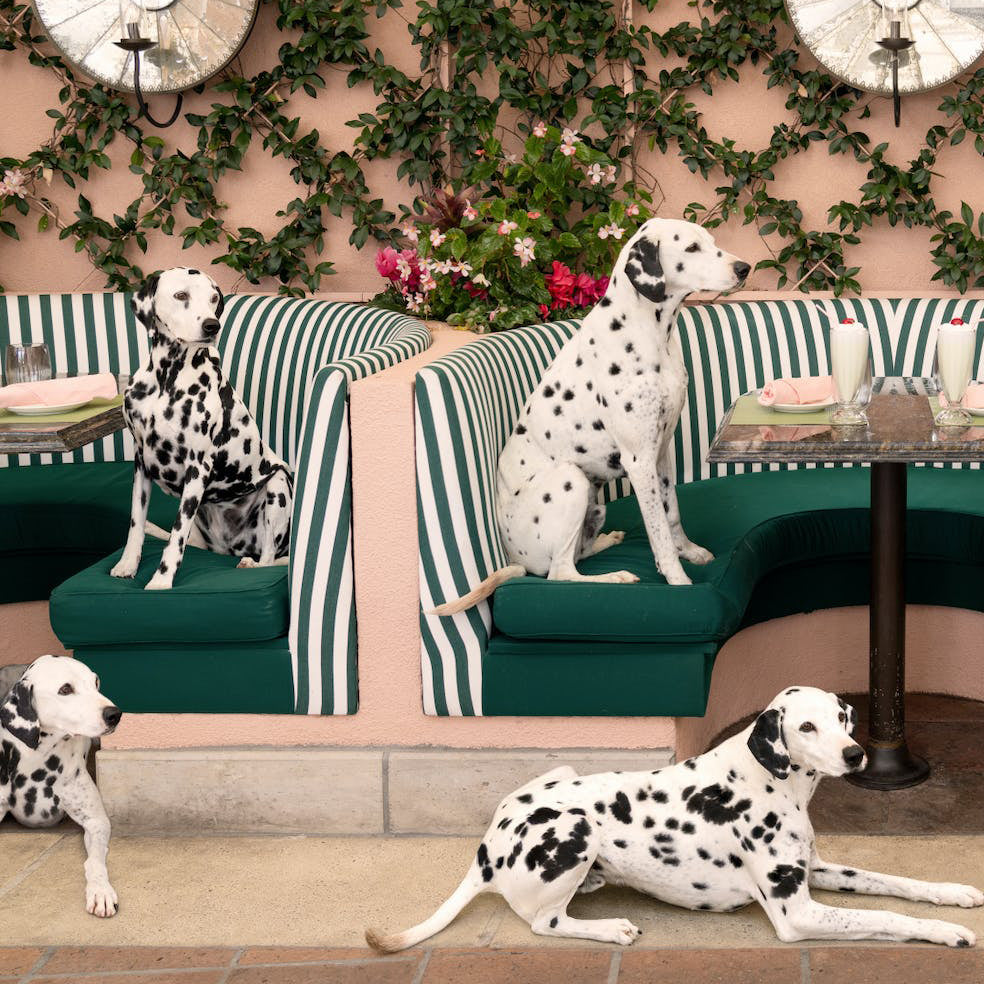 Tableau de Chiens au Beverly Hills Hotel | CABANA CAFE - Gray Malin