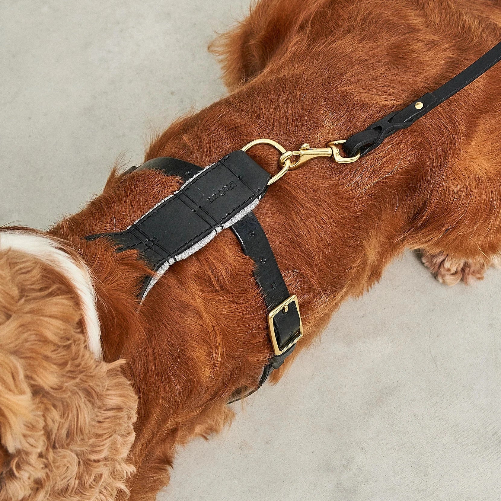 Harnais MiaCara Verona vue de dos – confort et liberté de mouvement