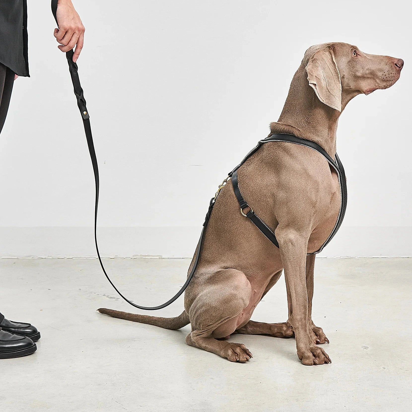 Harnais chien Verona MiaCara cuir végétal noir design minimaliste