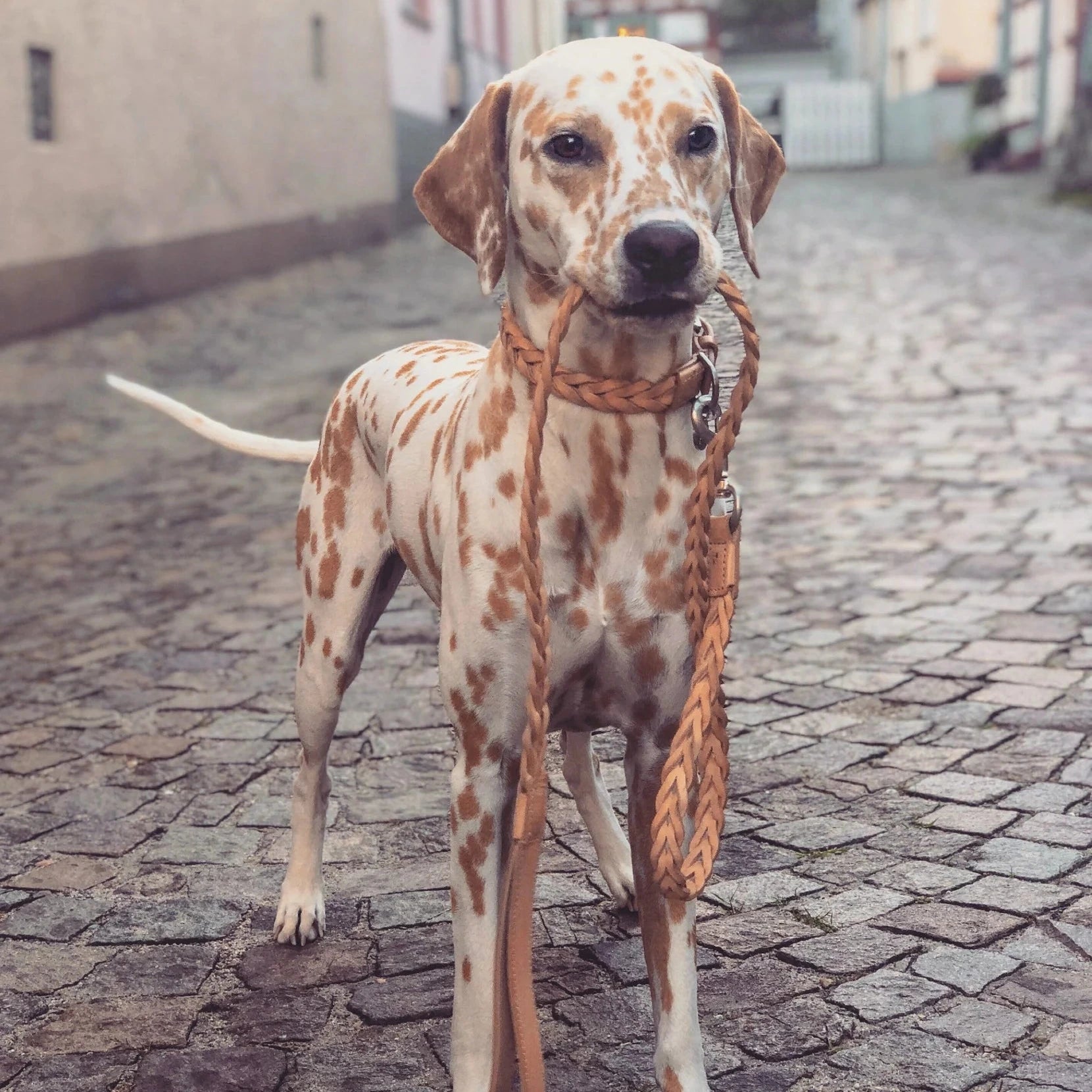 Collier chien élégant Bergamo – tailles S à L, design minimaliste
