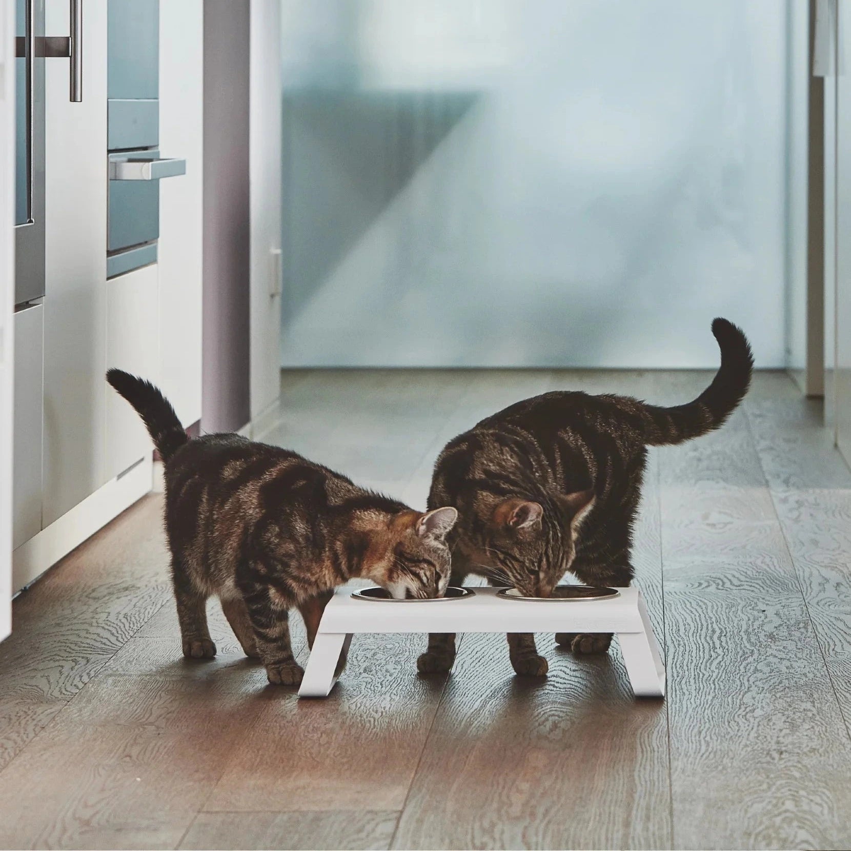 Desco – Gamelle design en aluminium pour chat