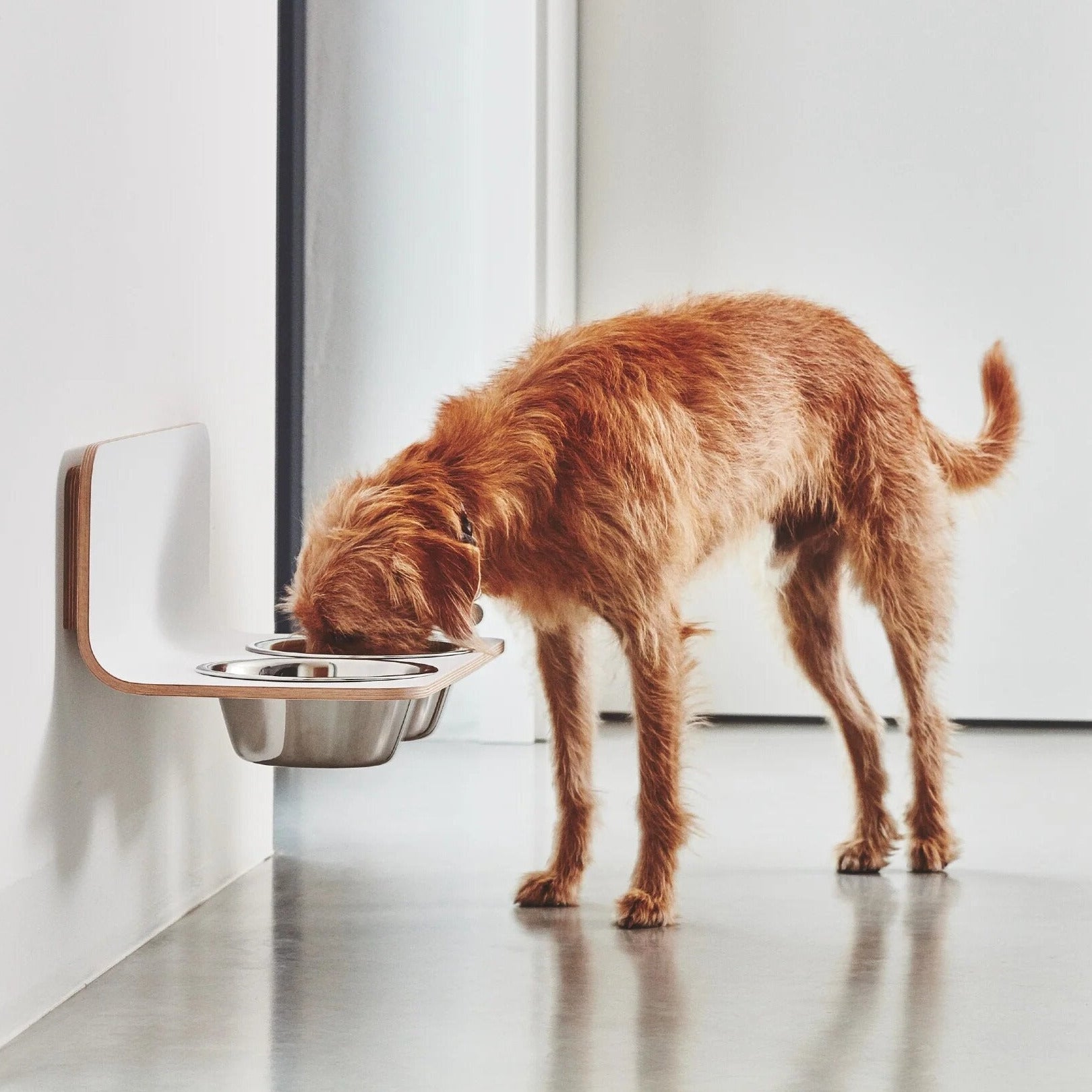 Gamelle Design pour Chien fixation mural | ARCO - Gamelle en Acier