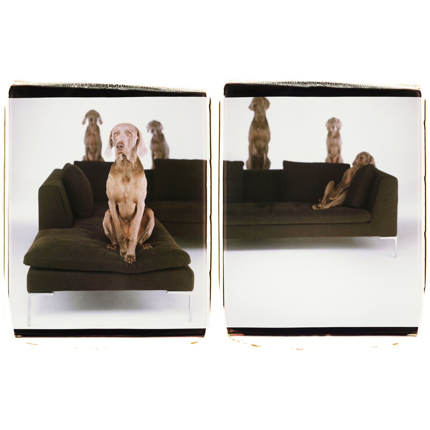 William Wegman - ÊTRE HUMAIN | Photographies de chiens