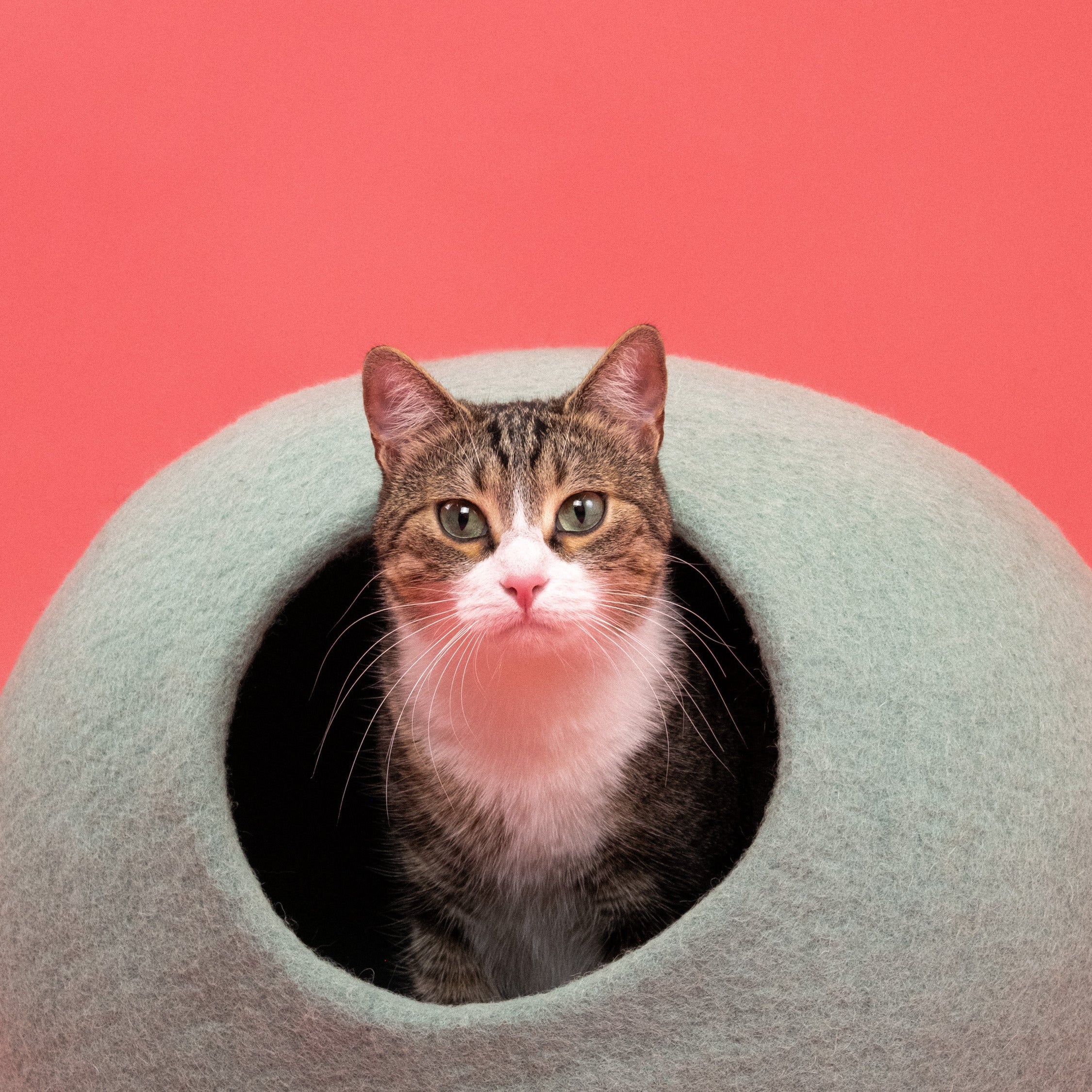 Fine – Grotte pour Chat en Laine Feutrée