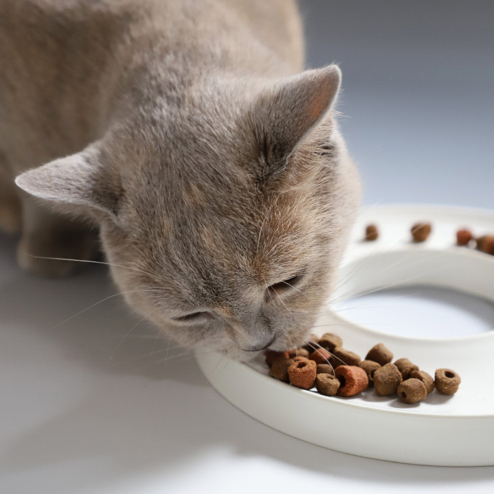 Gamelle anti-glouton élégante – design contemporain