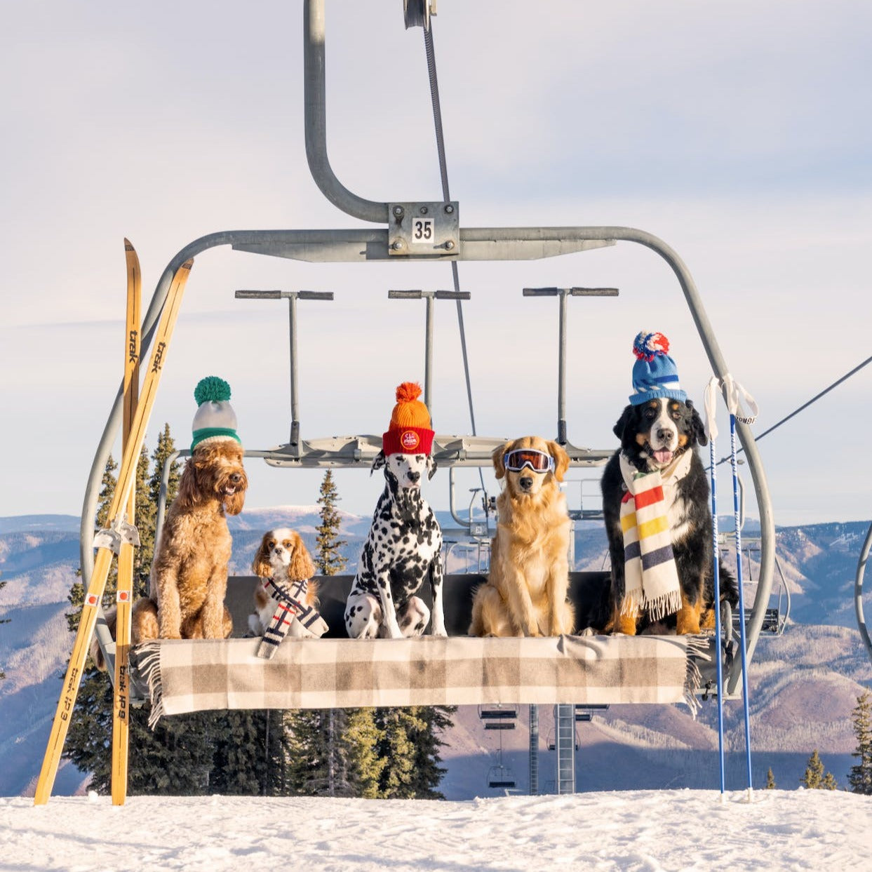Tableau de Chiens au Ski | Chairlift Pups, Aspen - Gray Malin