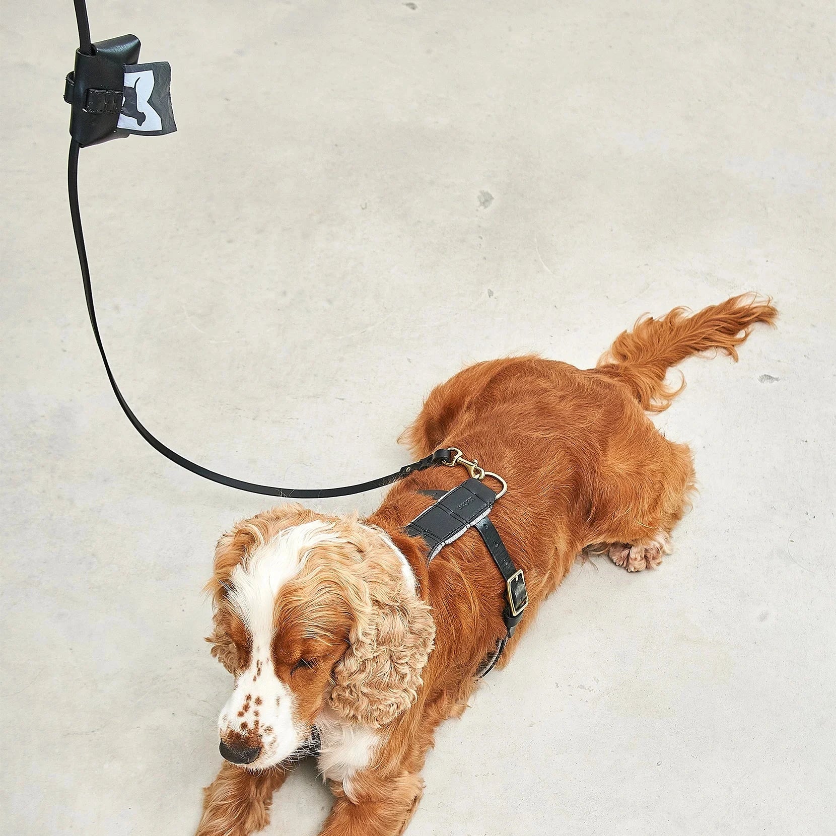 Rimini leash – cuir naturel durable pour chien urbain