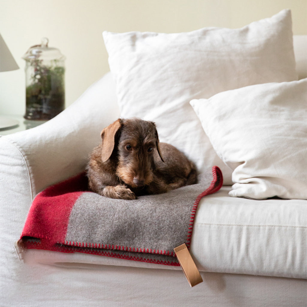 Plaid pour Chien en laine recyclée | Design et Éco-responsable