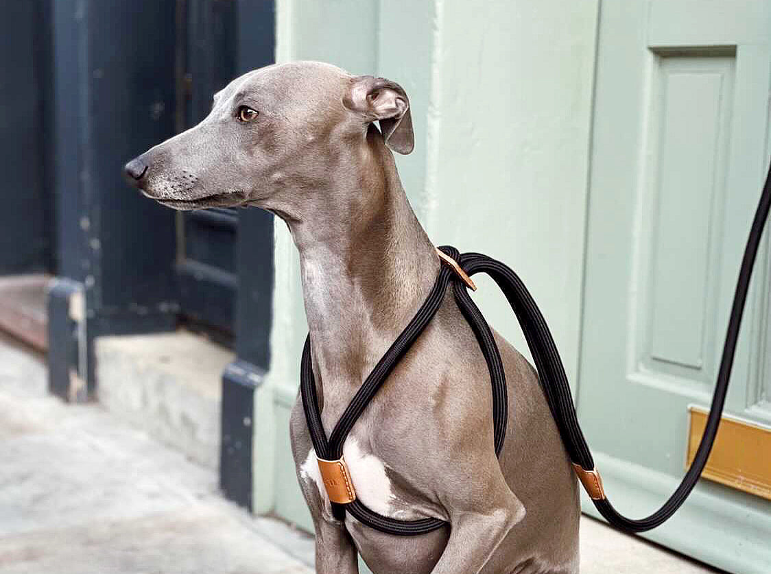 Laisse et Harnais pour Chien Design - Innovation 2 en 1