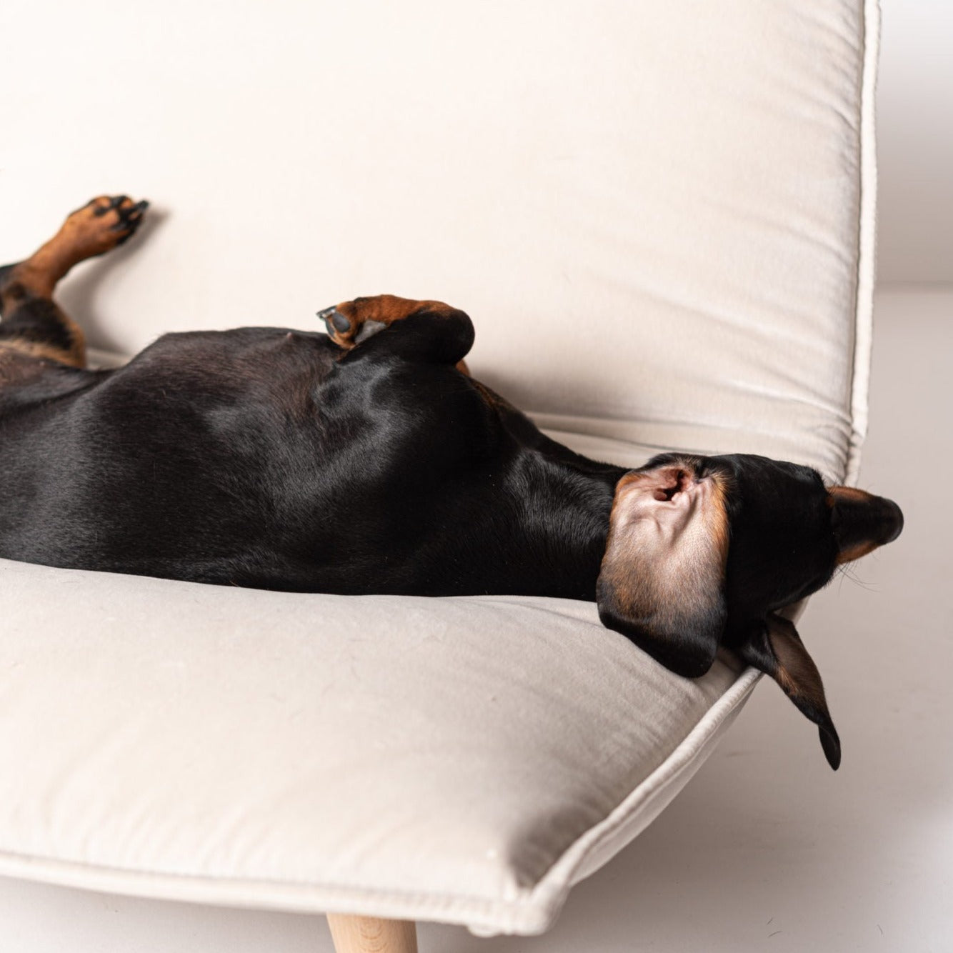 Canapé pour Chien en Velours | Boden - Luxe et Design