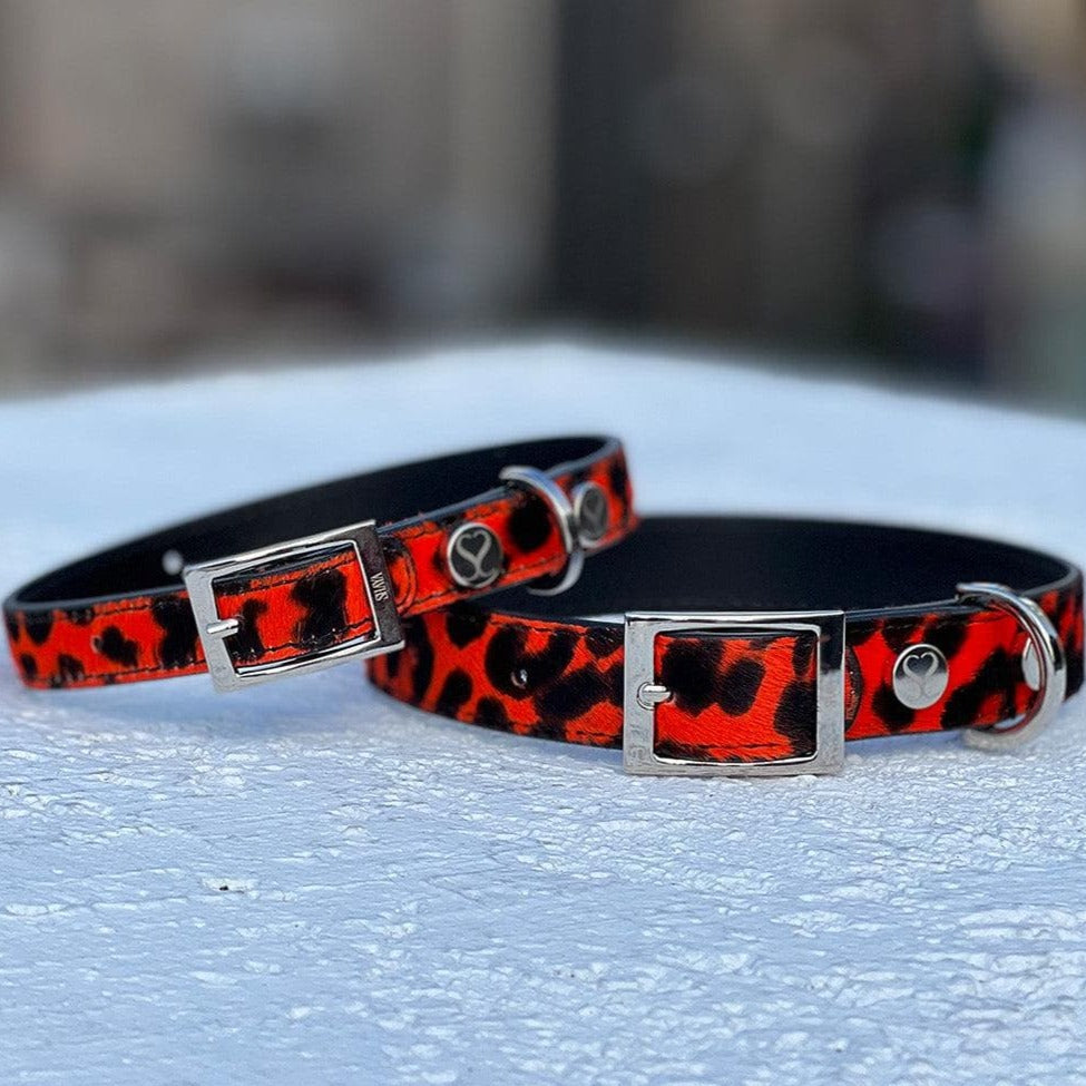 Collier pour Chien en cuir | TAYLOR - Luxe et Prestige