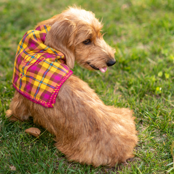 FAUSTA-TARTAN