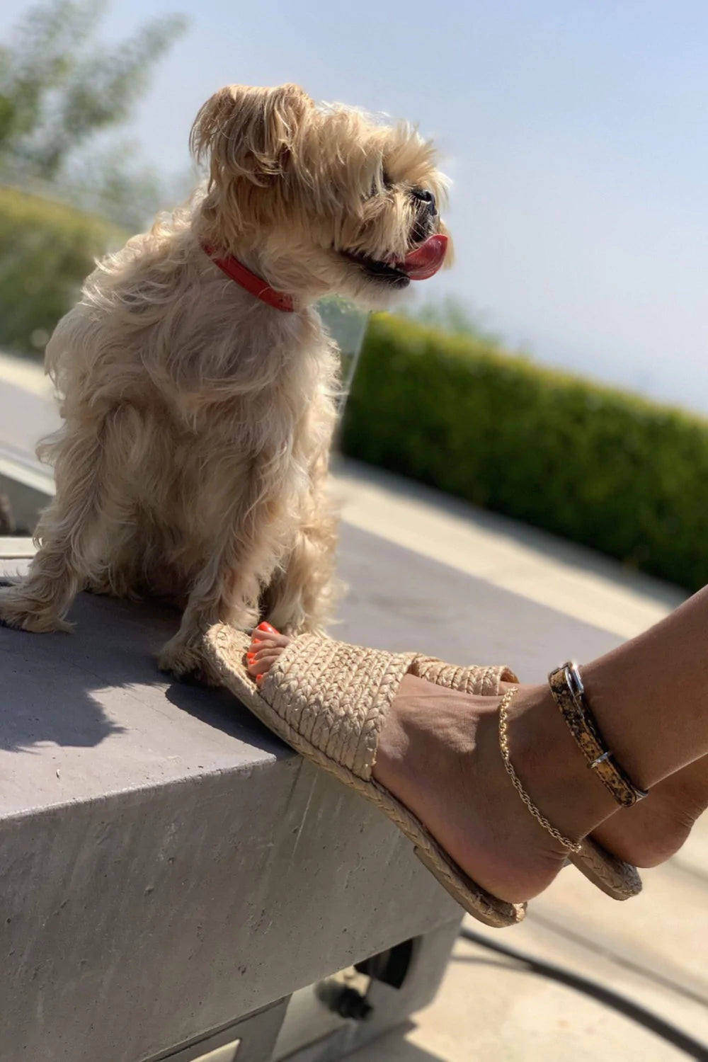 Taylor Yellow and Black