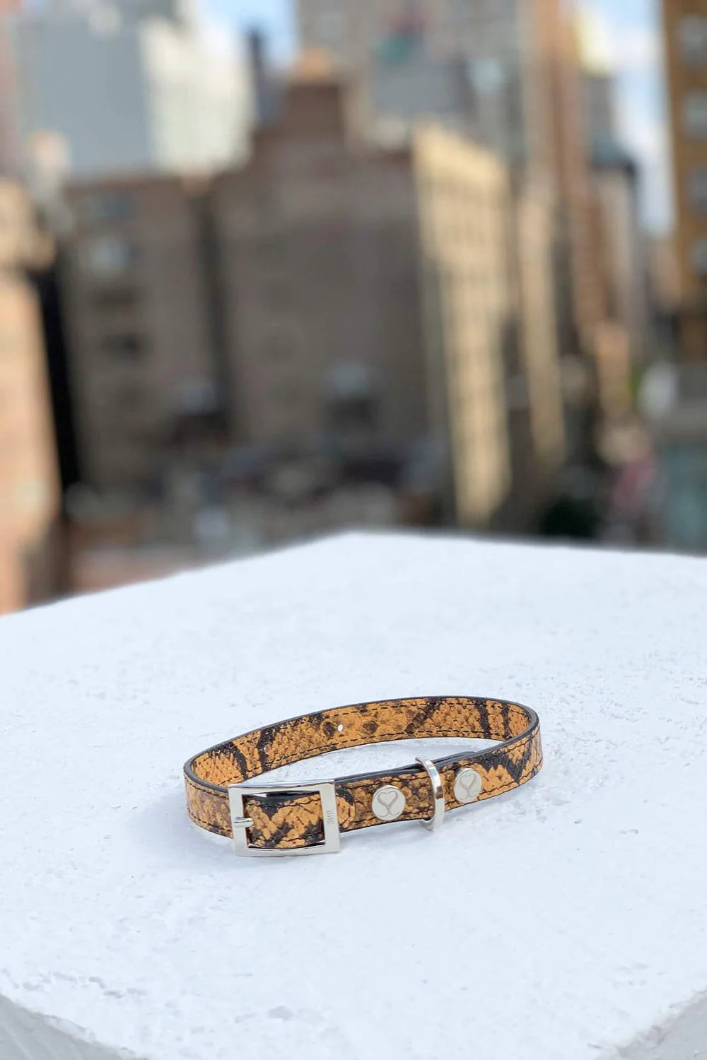 Taylor Yellow and Black