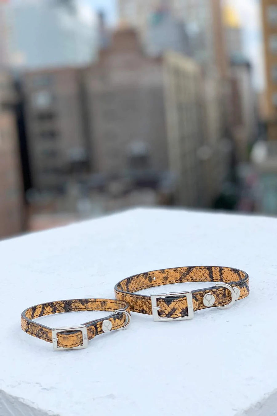 Taylor Yellow and Black