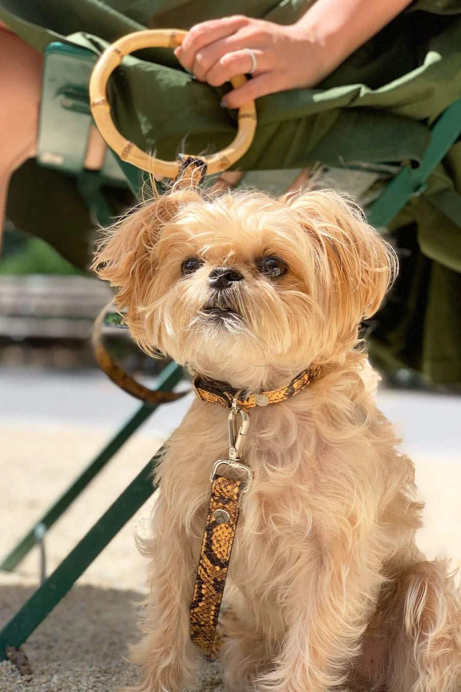 Taylor Yellow and Black