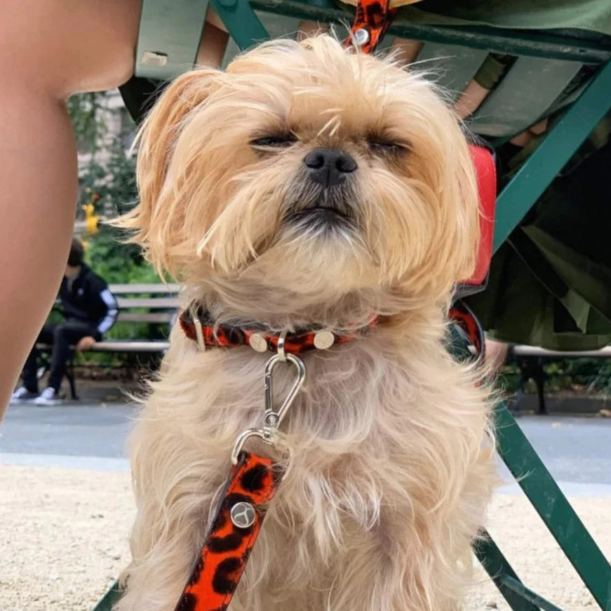 TAYLOR leopard rouge