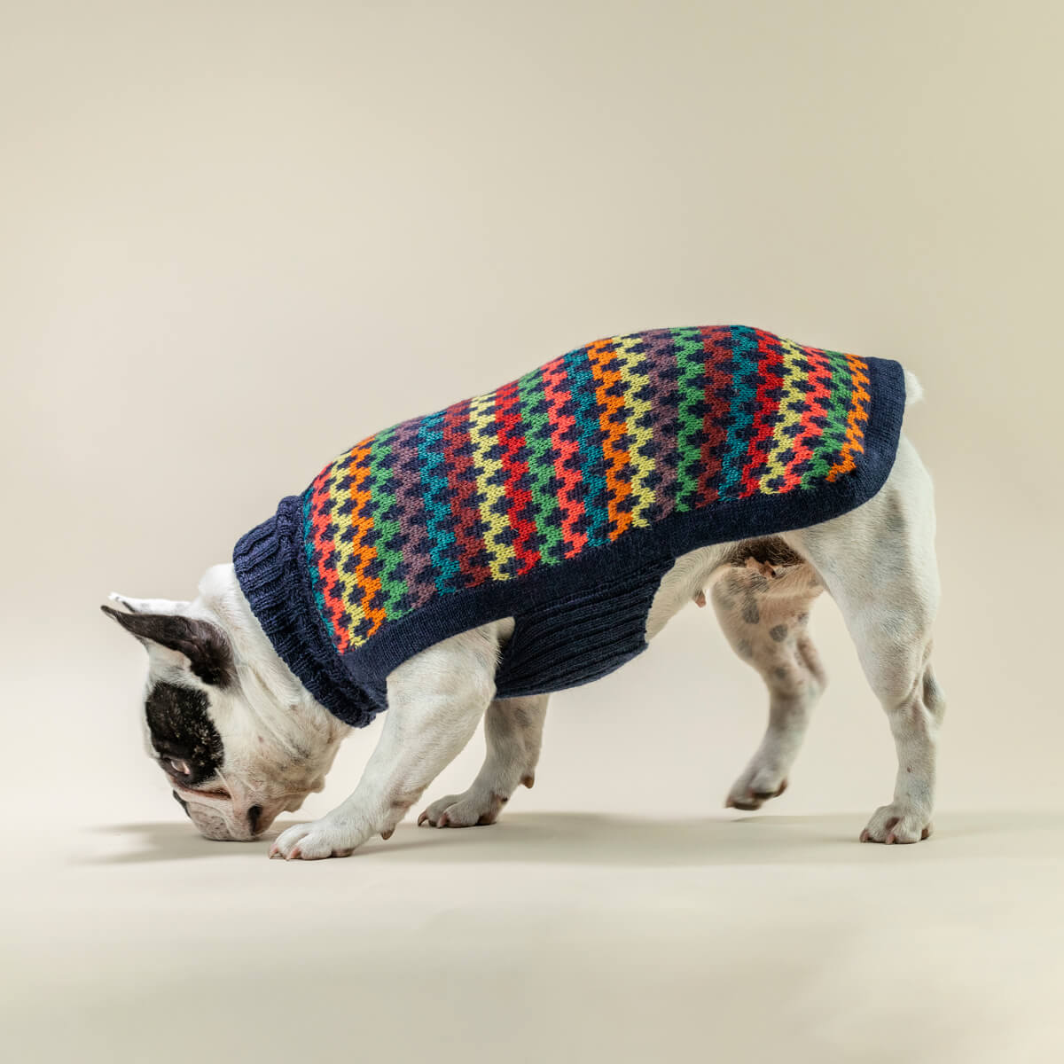Pull pour Chien de Luxe | CROSSROADS Alpaga