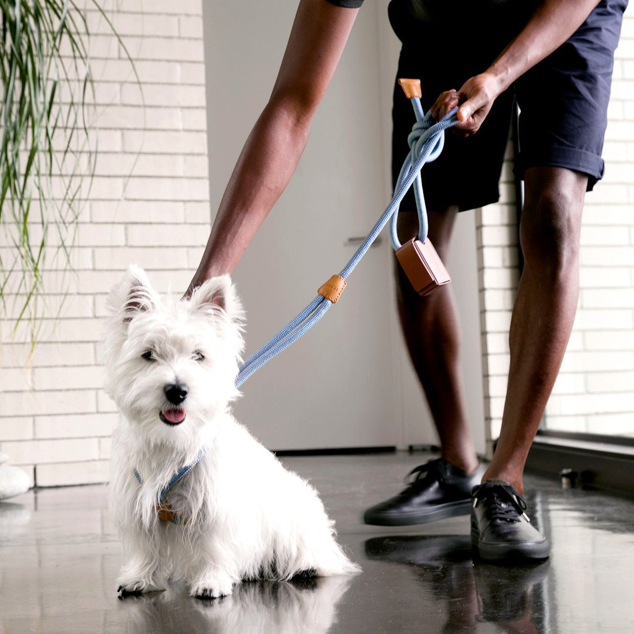 Harnais et Laisse pour Chien Tout en Un - RAY Bleu Pacifique