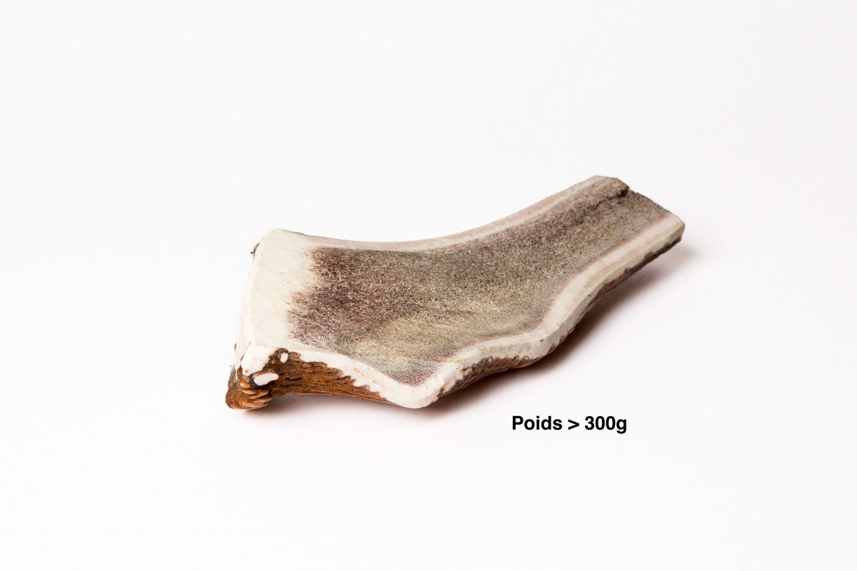 BOIS DE CERF FENDU GIANT