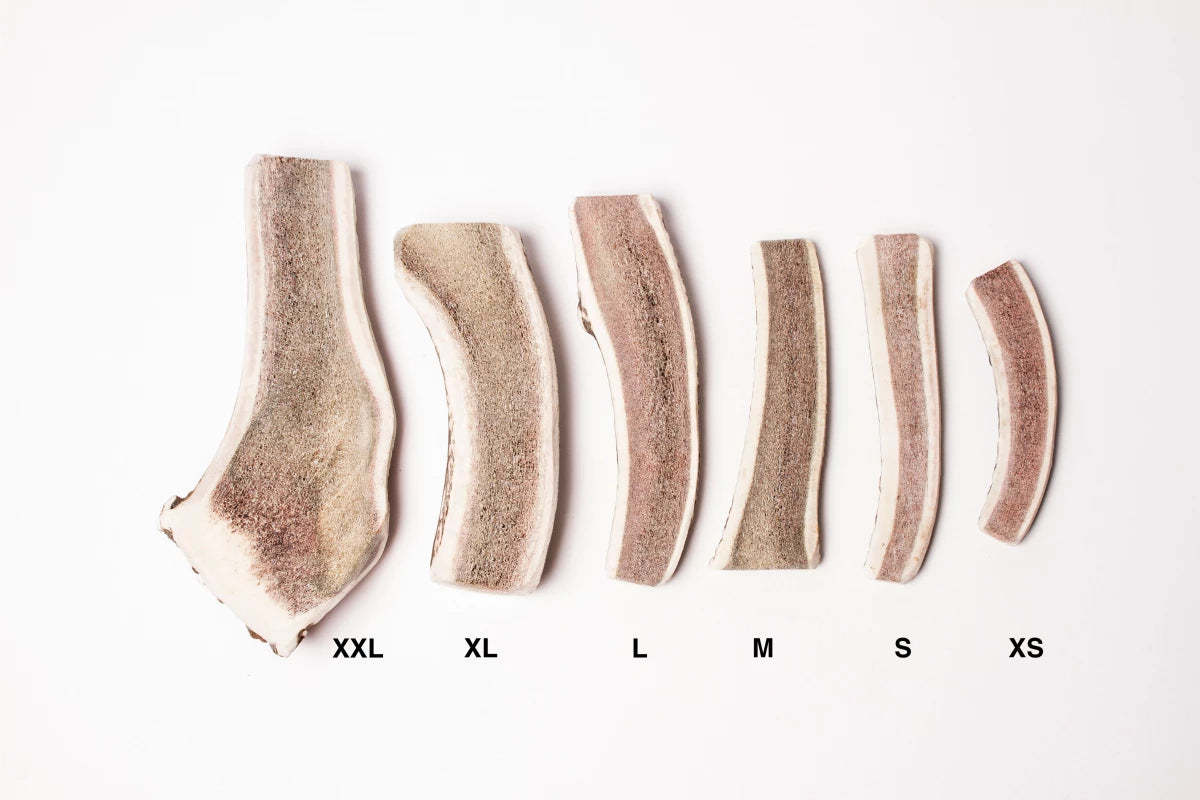 BOIS DE CERF FENDU GIANT