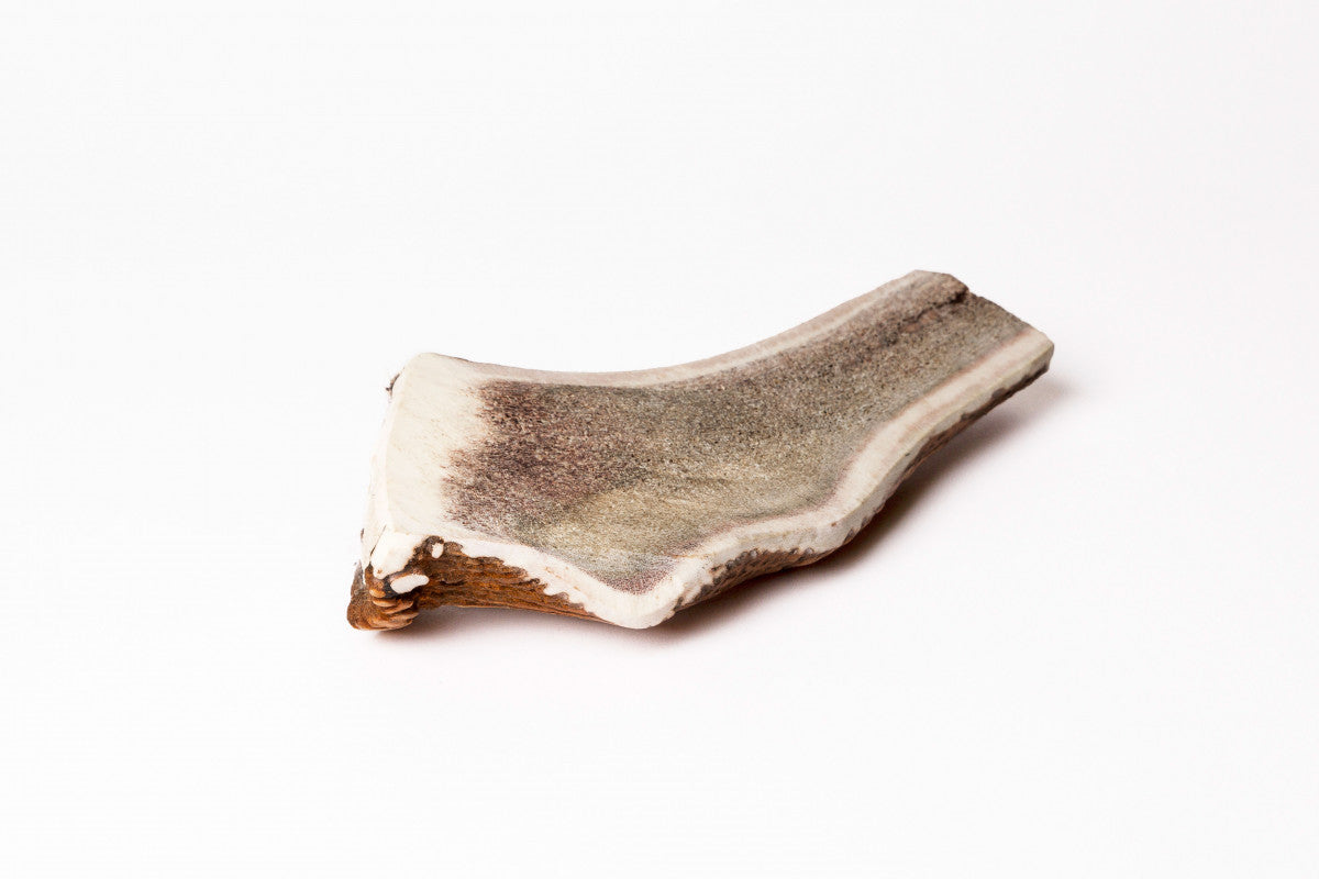 BOIS DE CERF FENDU XXL