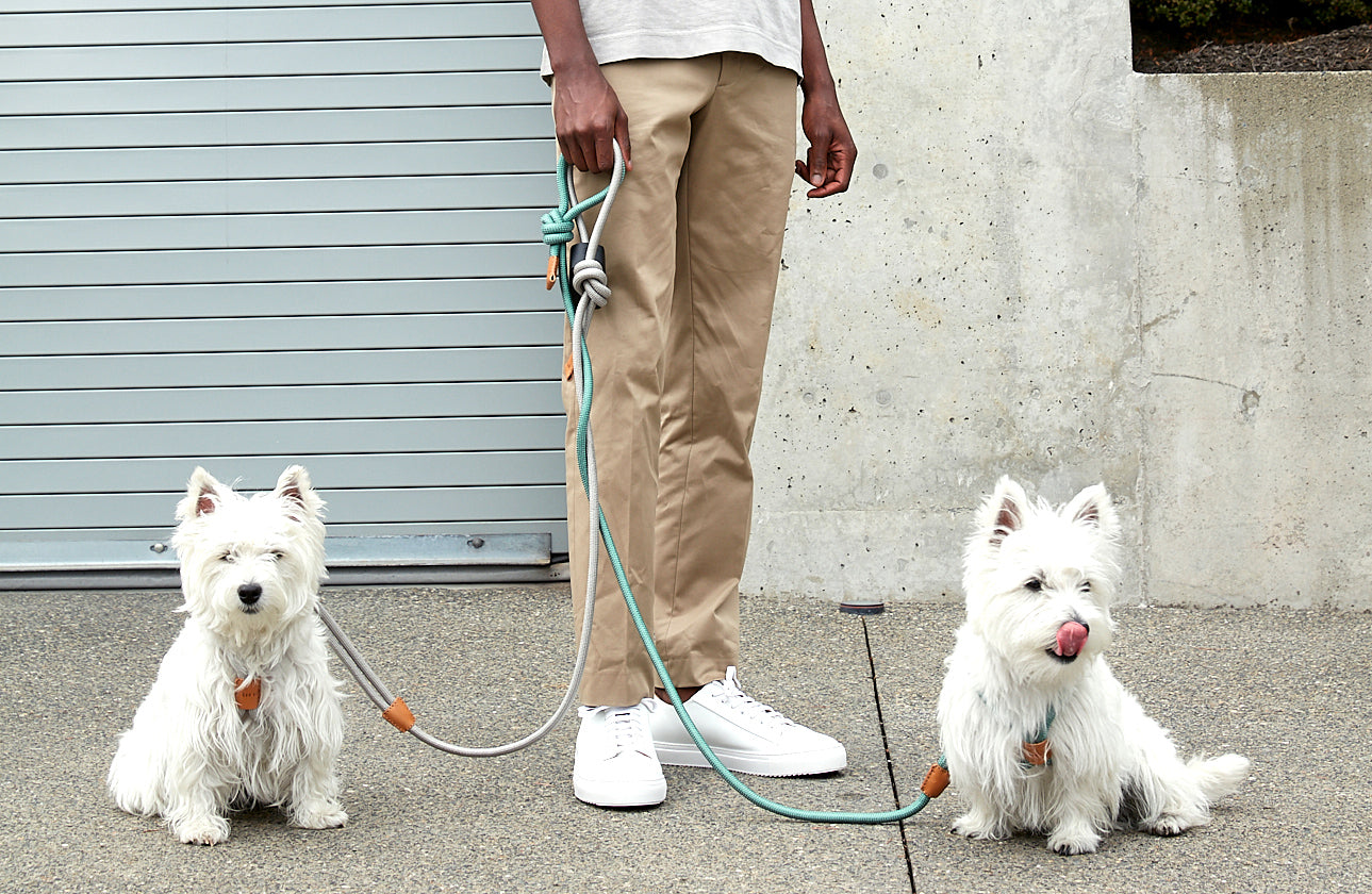 Harnais + Laisse pour Chien Tout en Un - RAY Vert émeraude