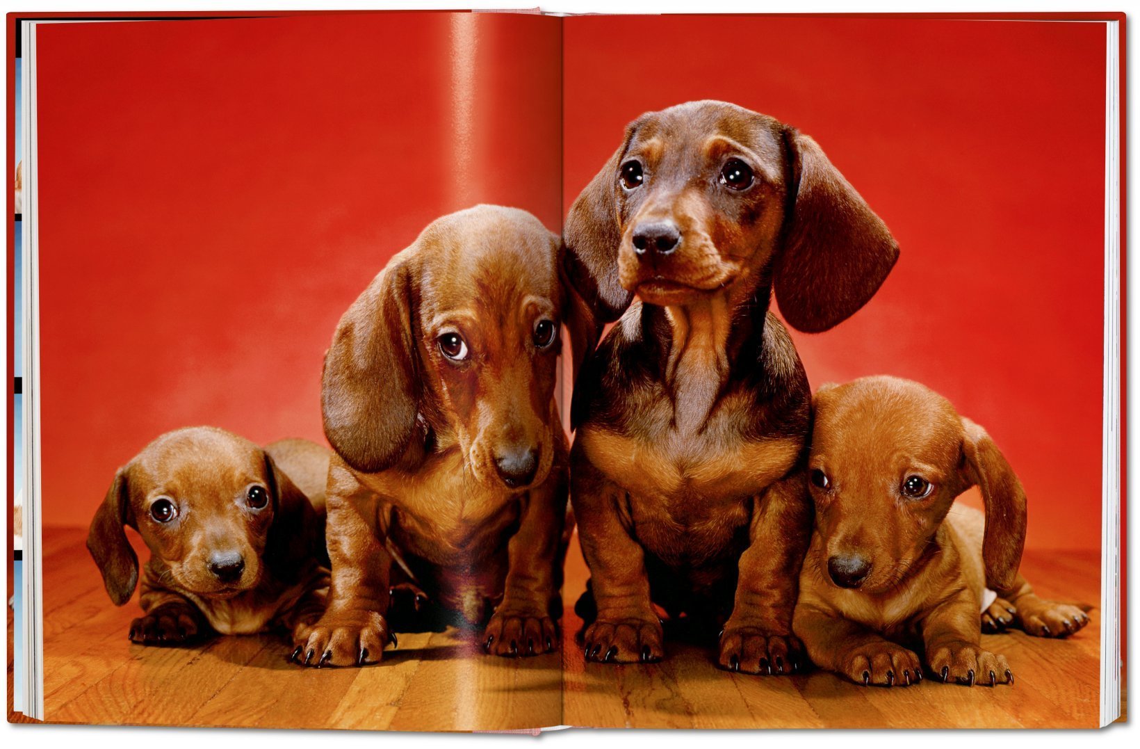 WALTER CHANDOHA DOGS